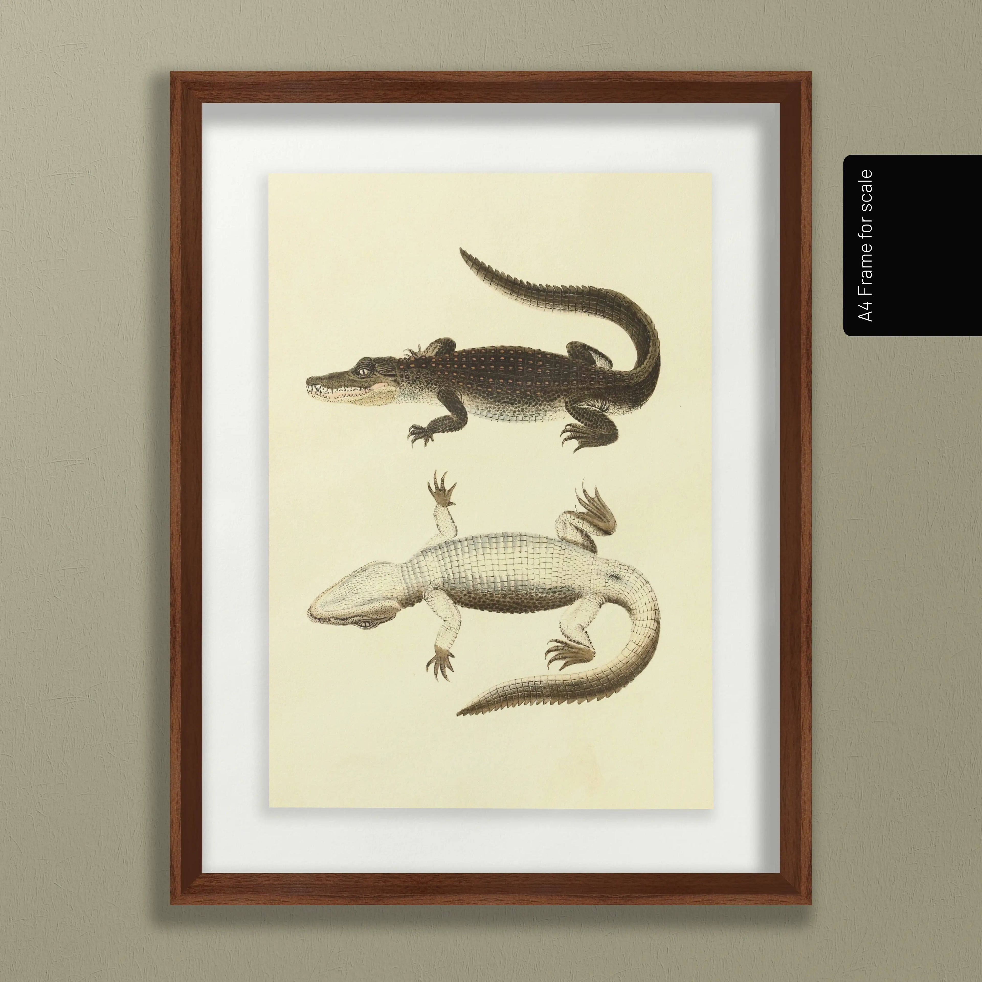 Natural History: Plate No. 78