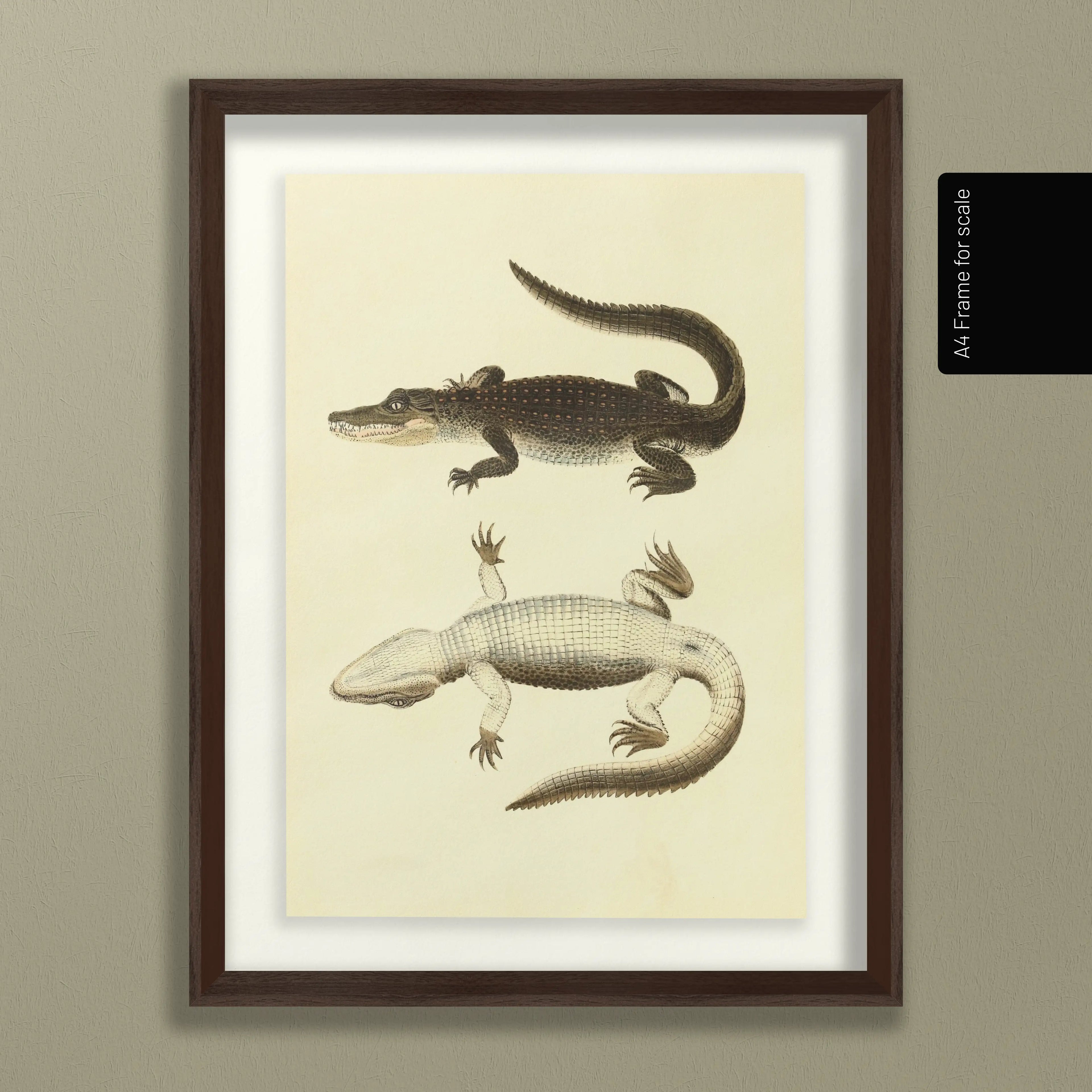 Natural History: Plate No. 78