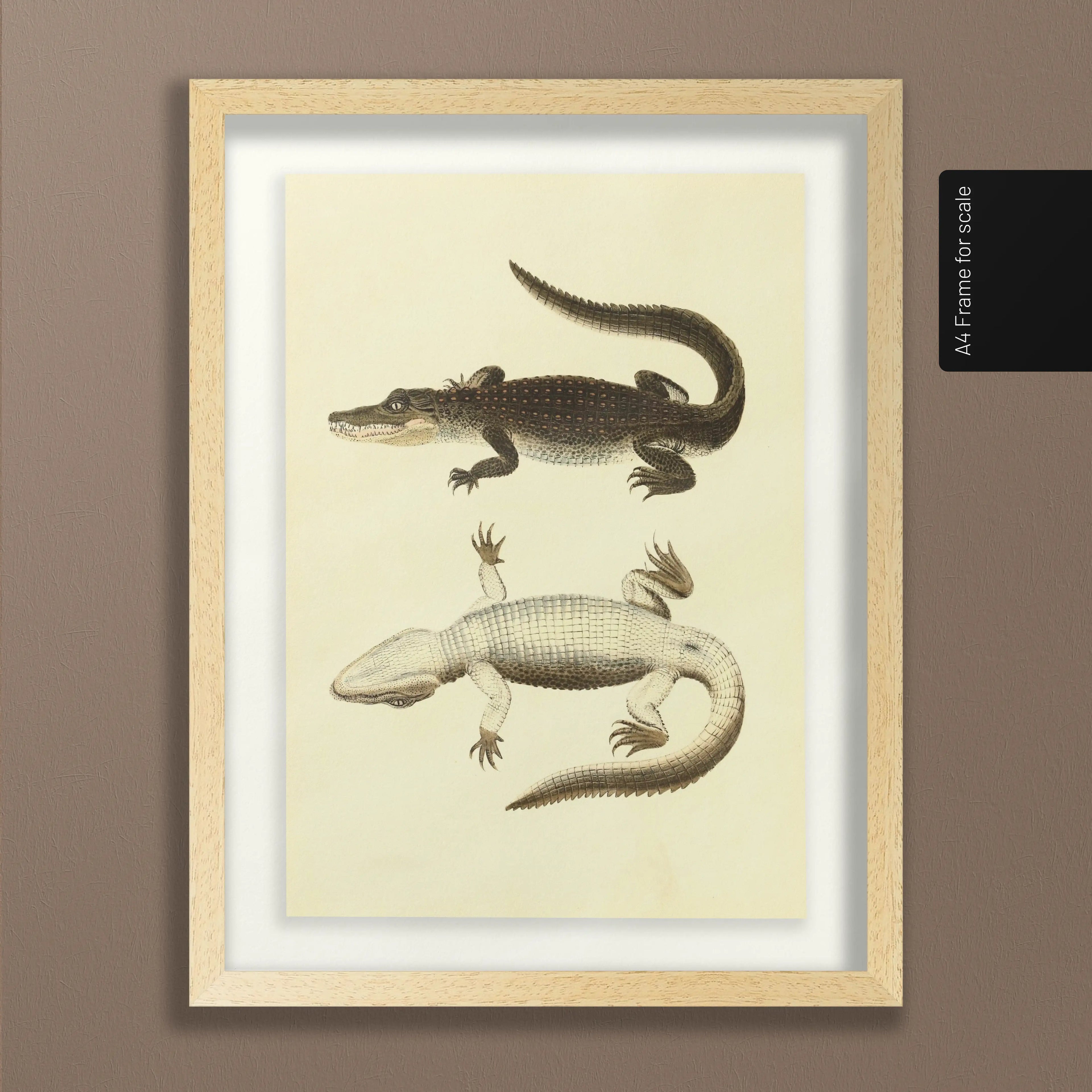 Natural History: Plate No. 78