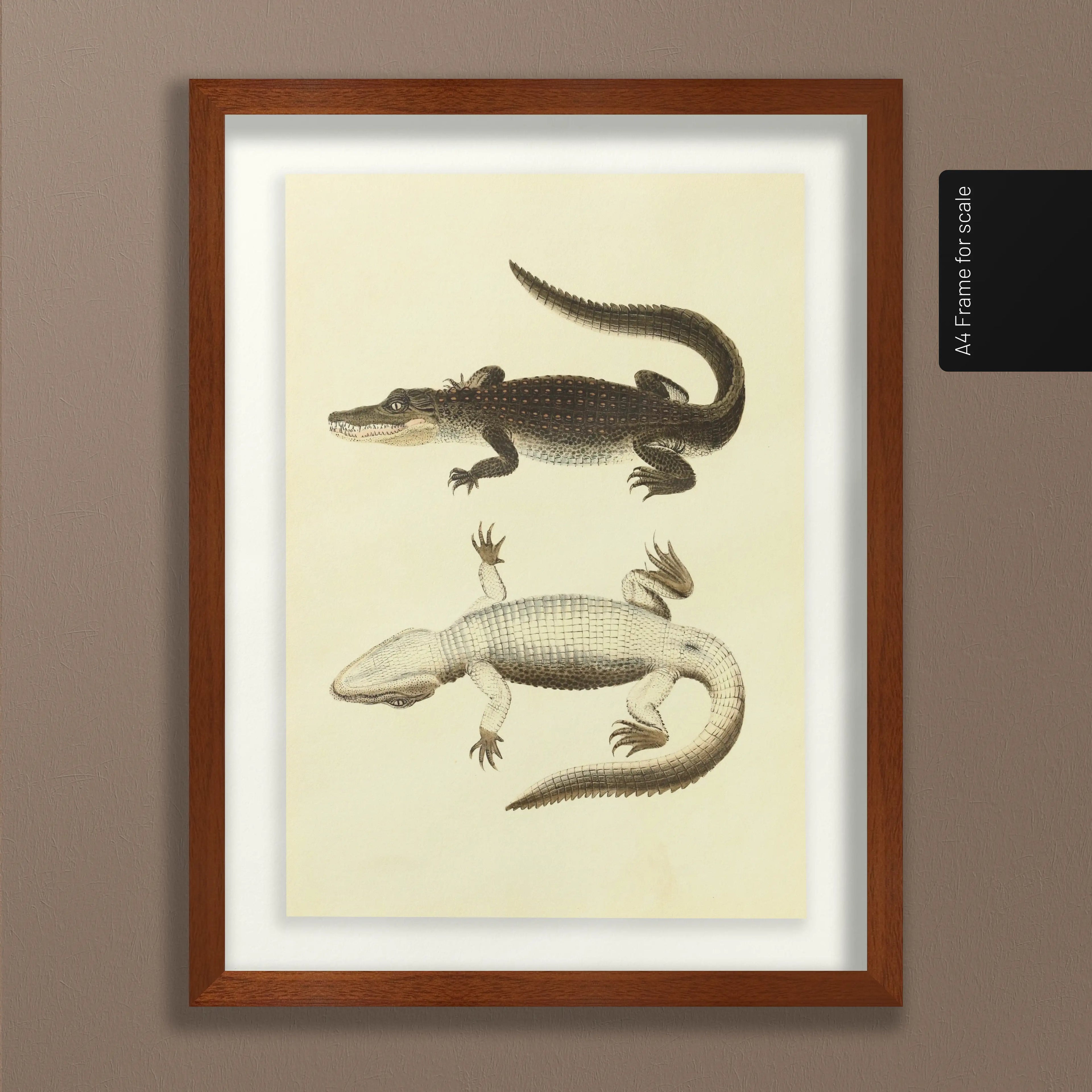 Natural History: Plate No. 78