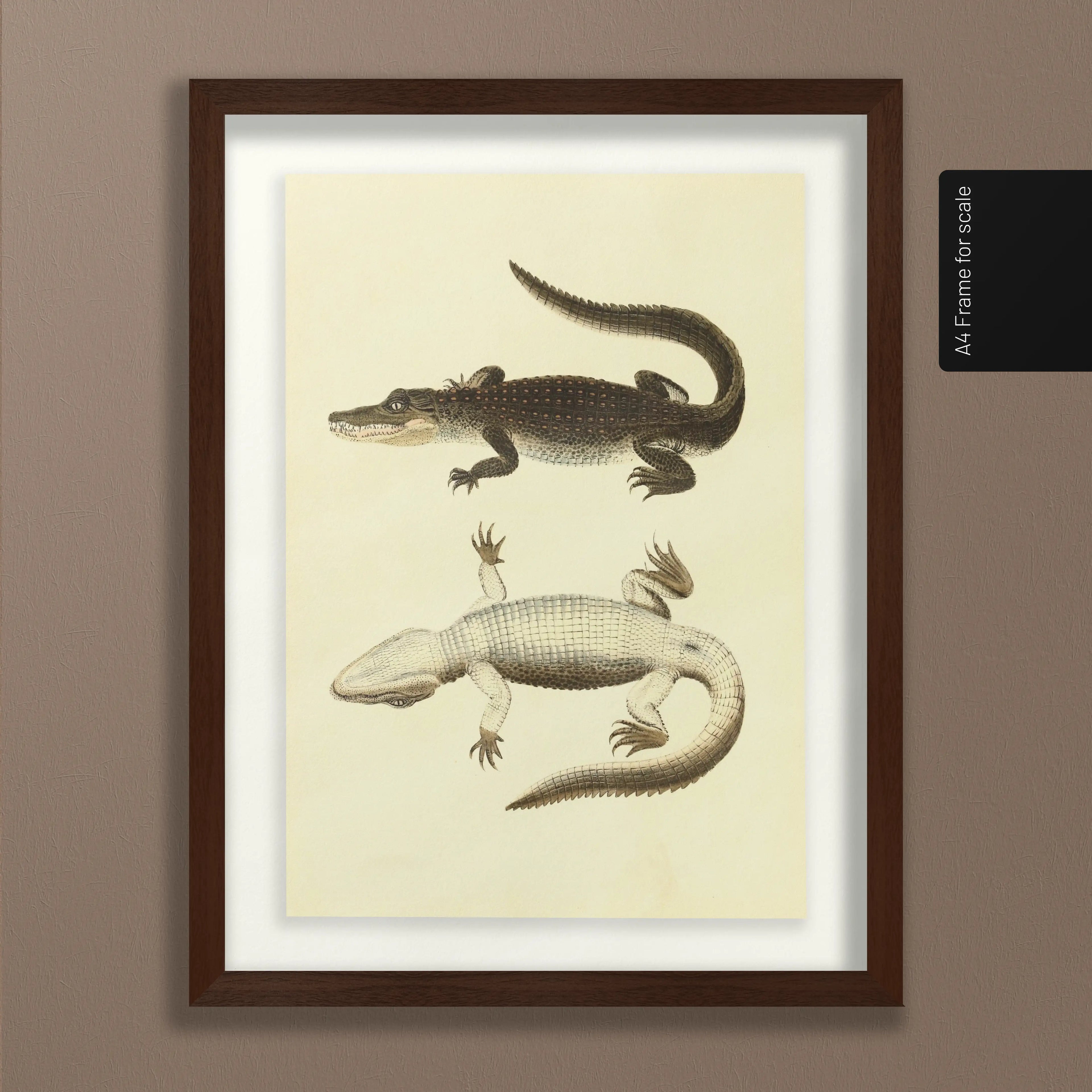 Natural History: Plate No. 78