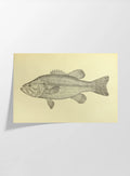 Natural History: Plate No. 79