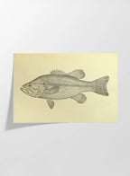 Natural History: Plate No. 79