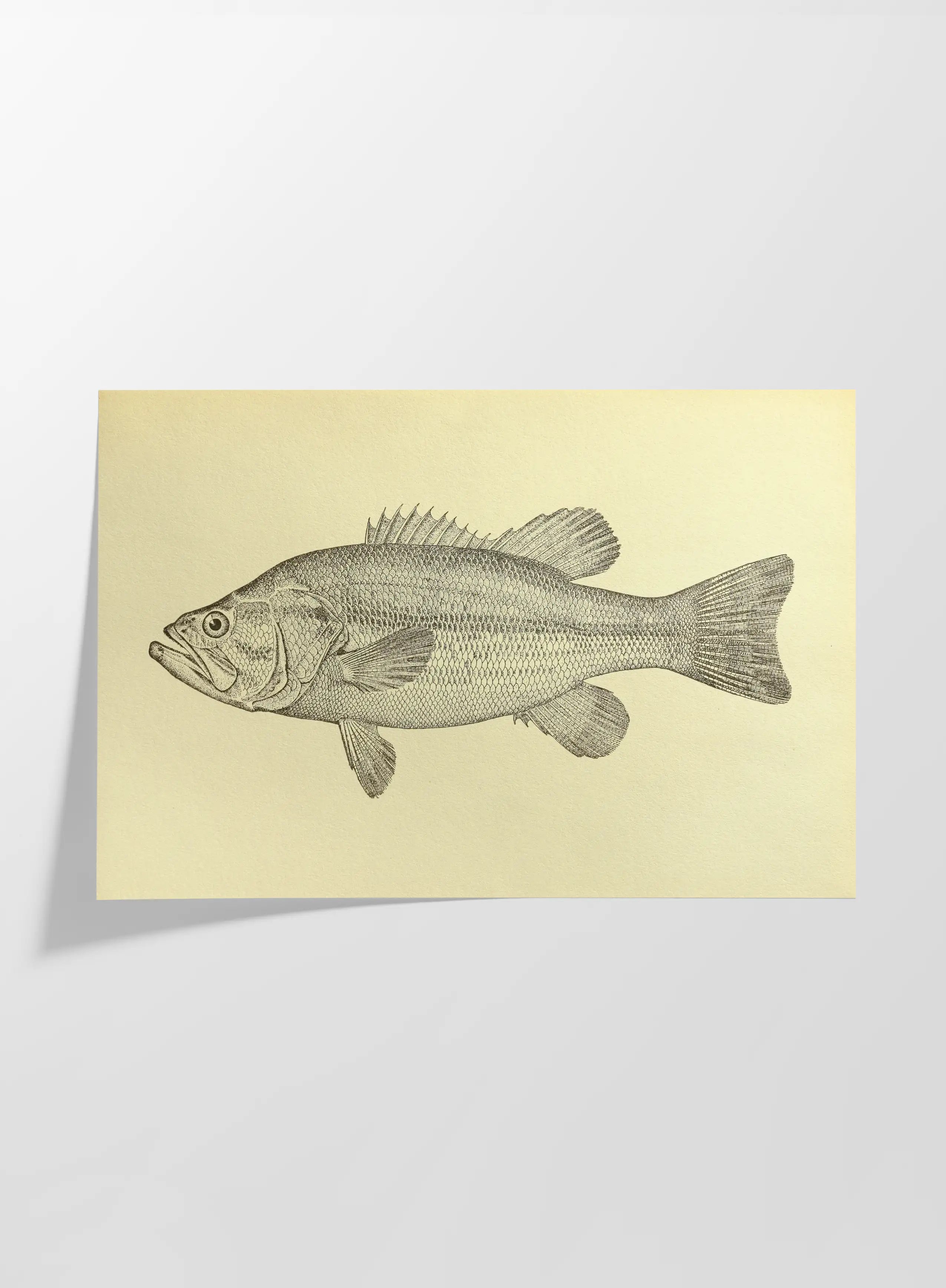 Natural History: Plate No. 79