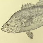 Natural History: Plate No. 79