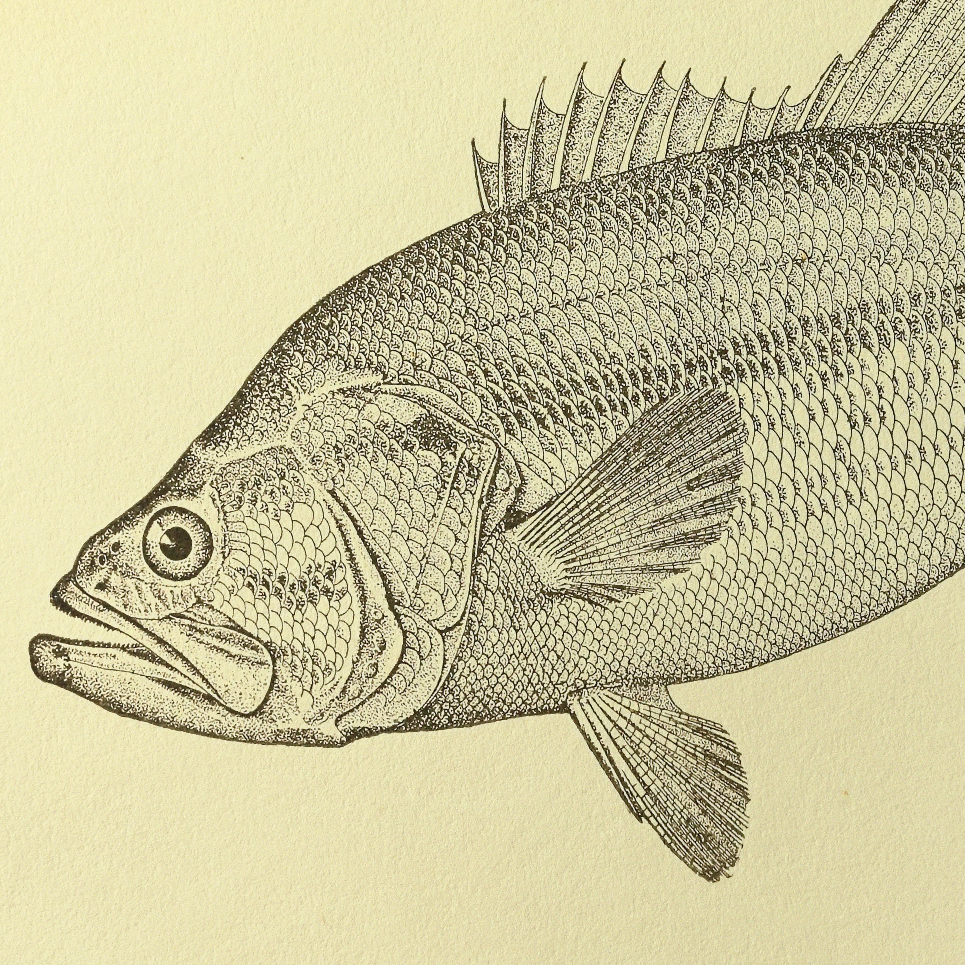 Natural History: Plate No. 79