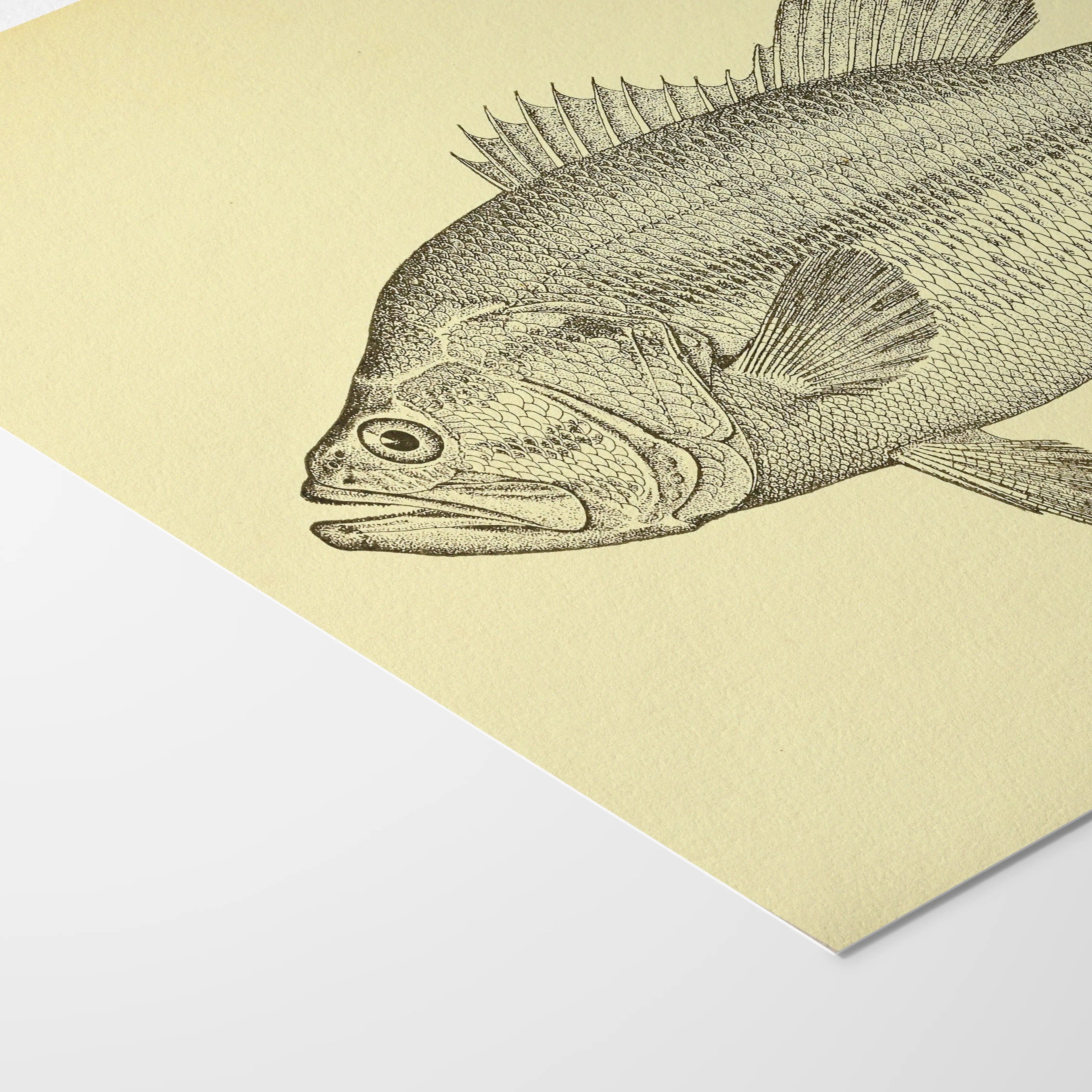 Natural History: Plate No. 79