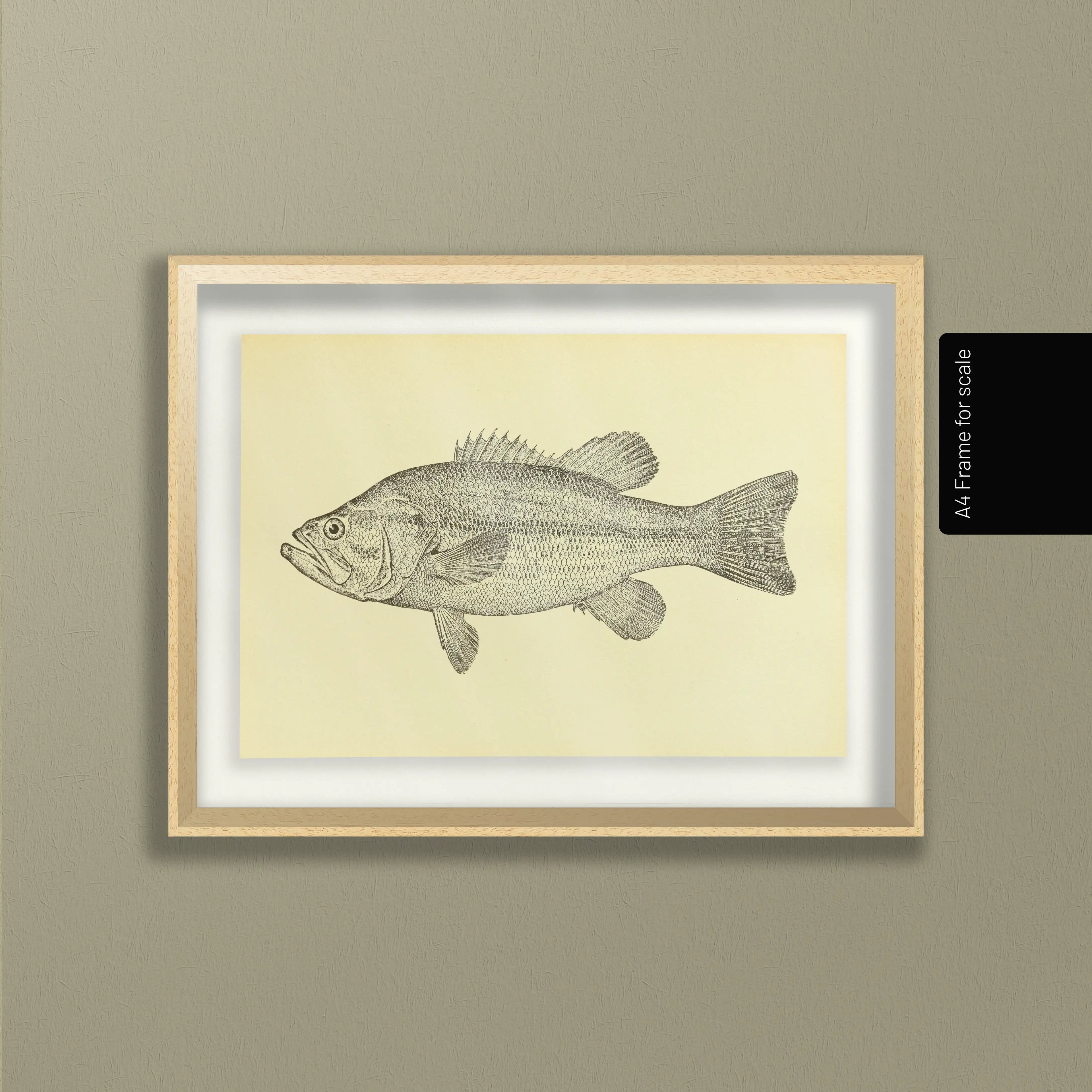 Natural History: Plate No. 79