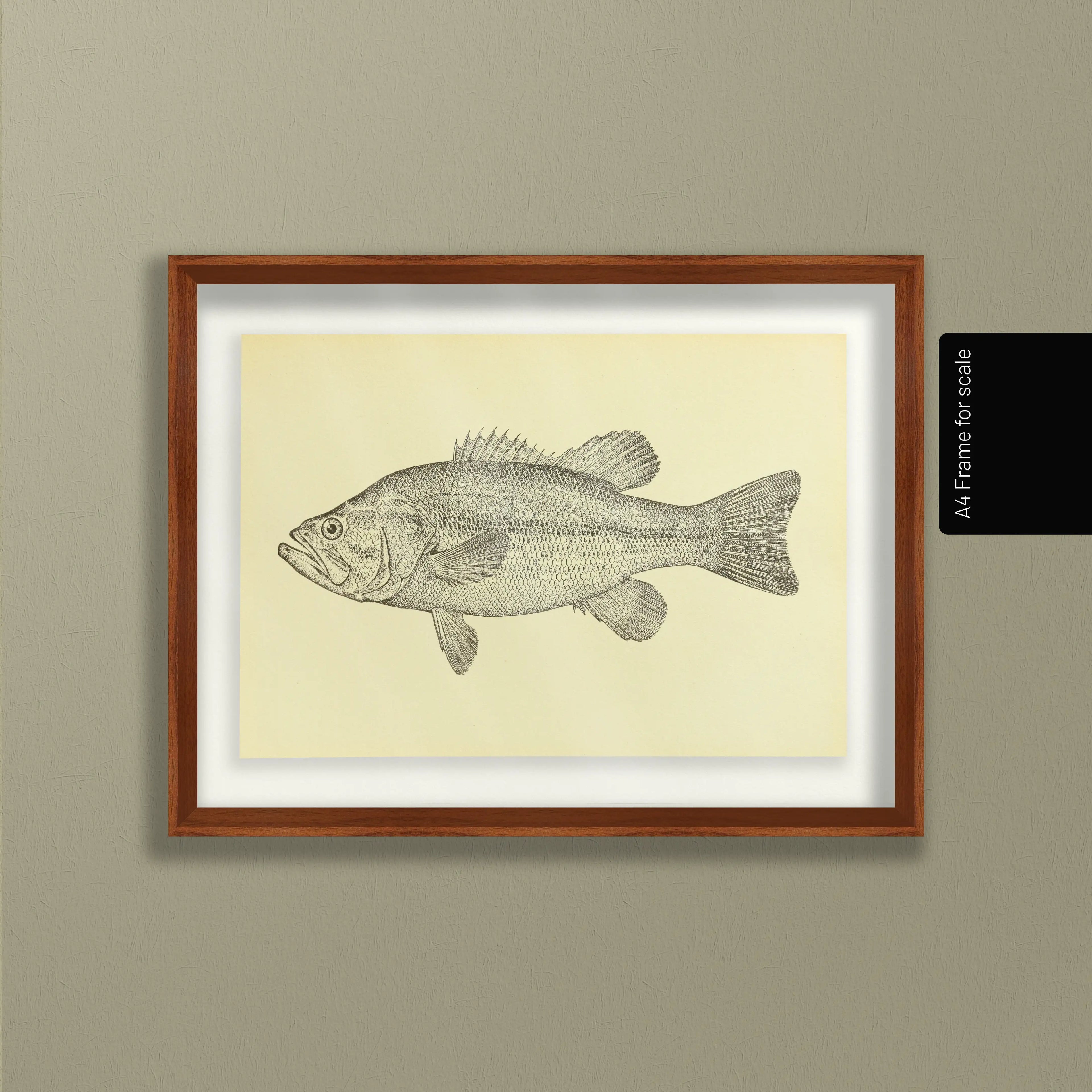 Natural History: Plate No. 79