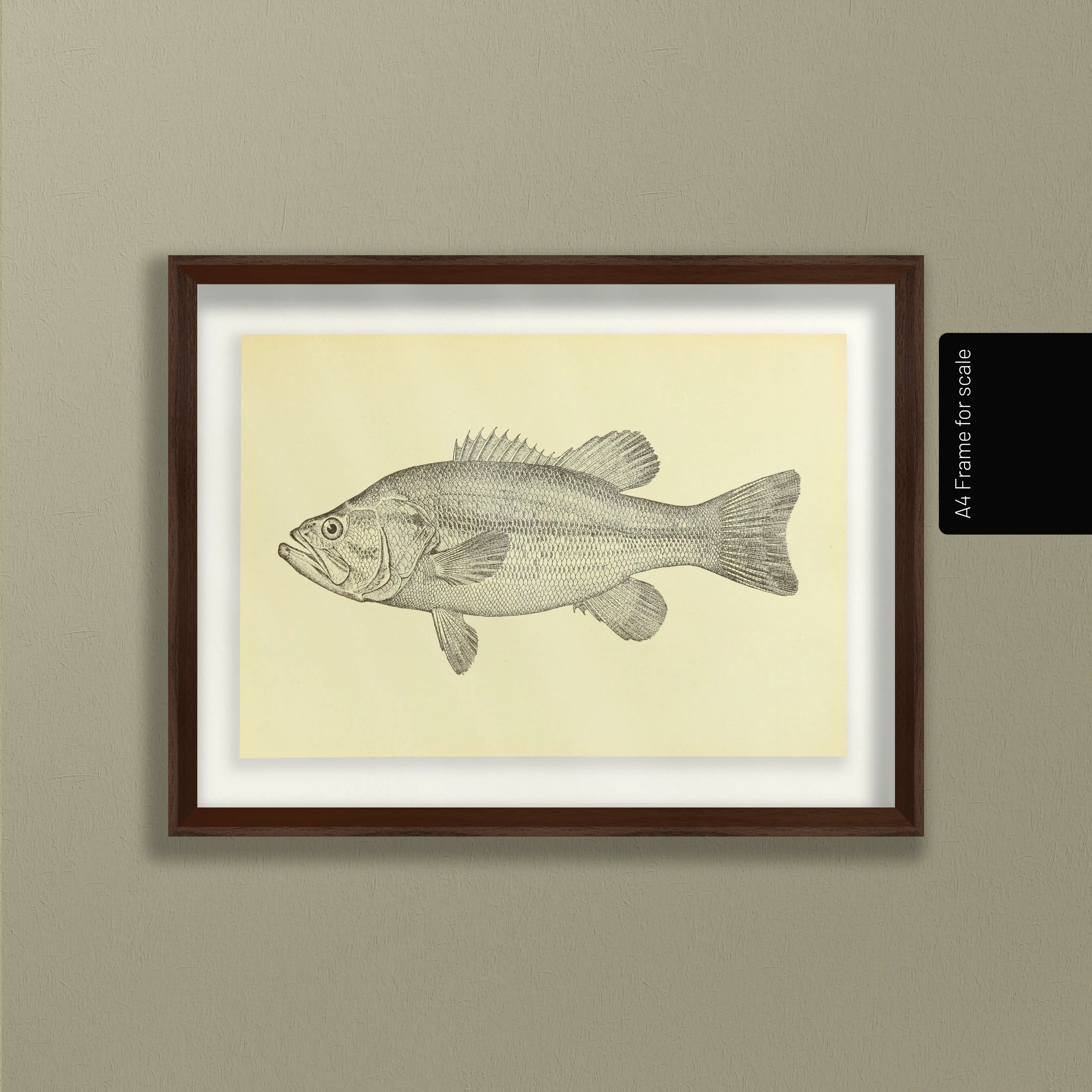 Natural History: Plate No. 79