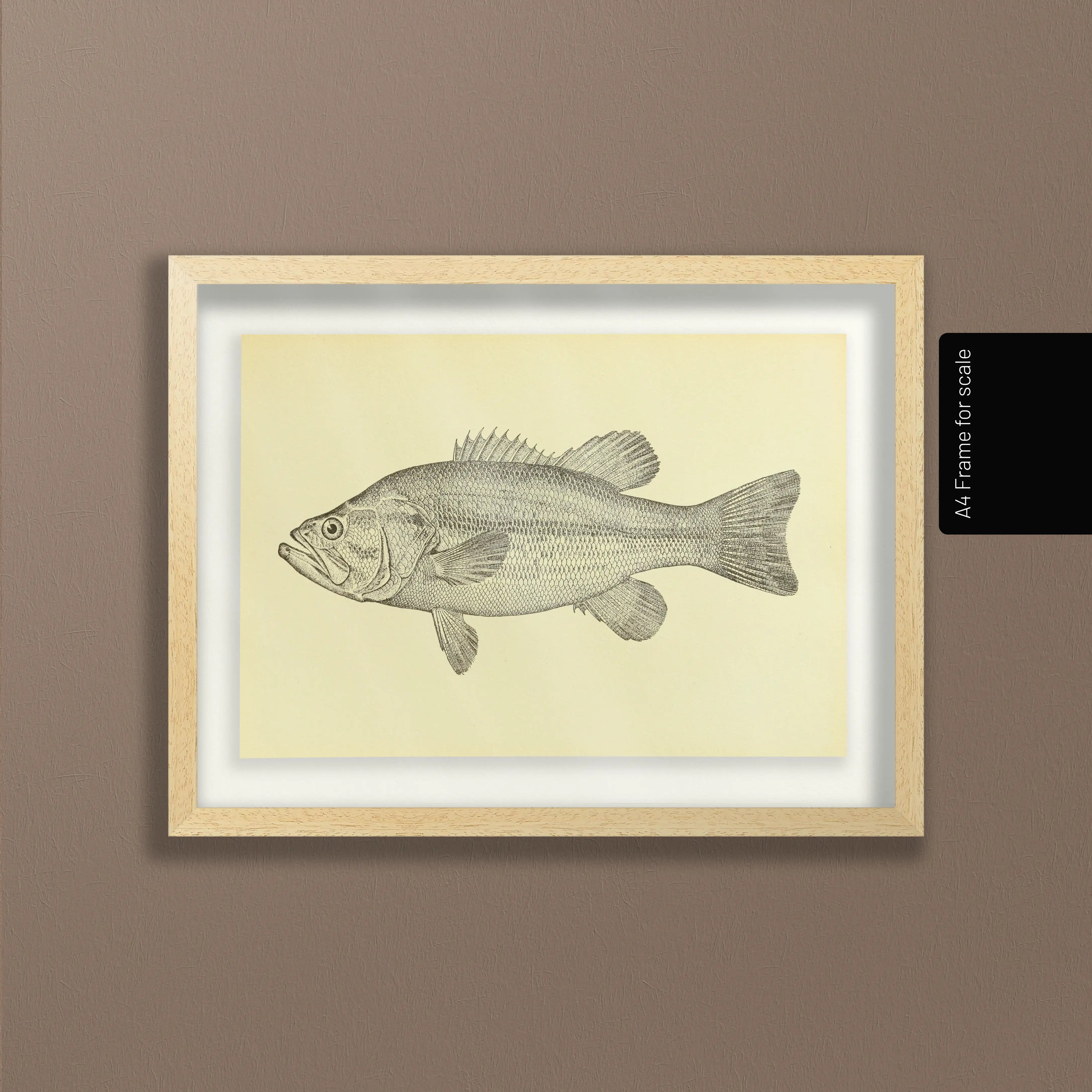 Natural History: Plate No. 79