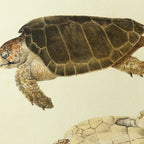 Natural History: Plate No. 80