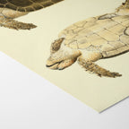 Natural History: Plate No. 80