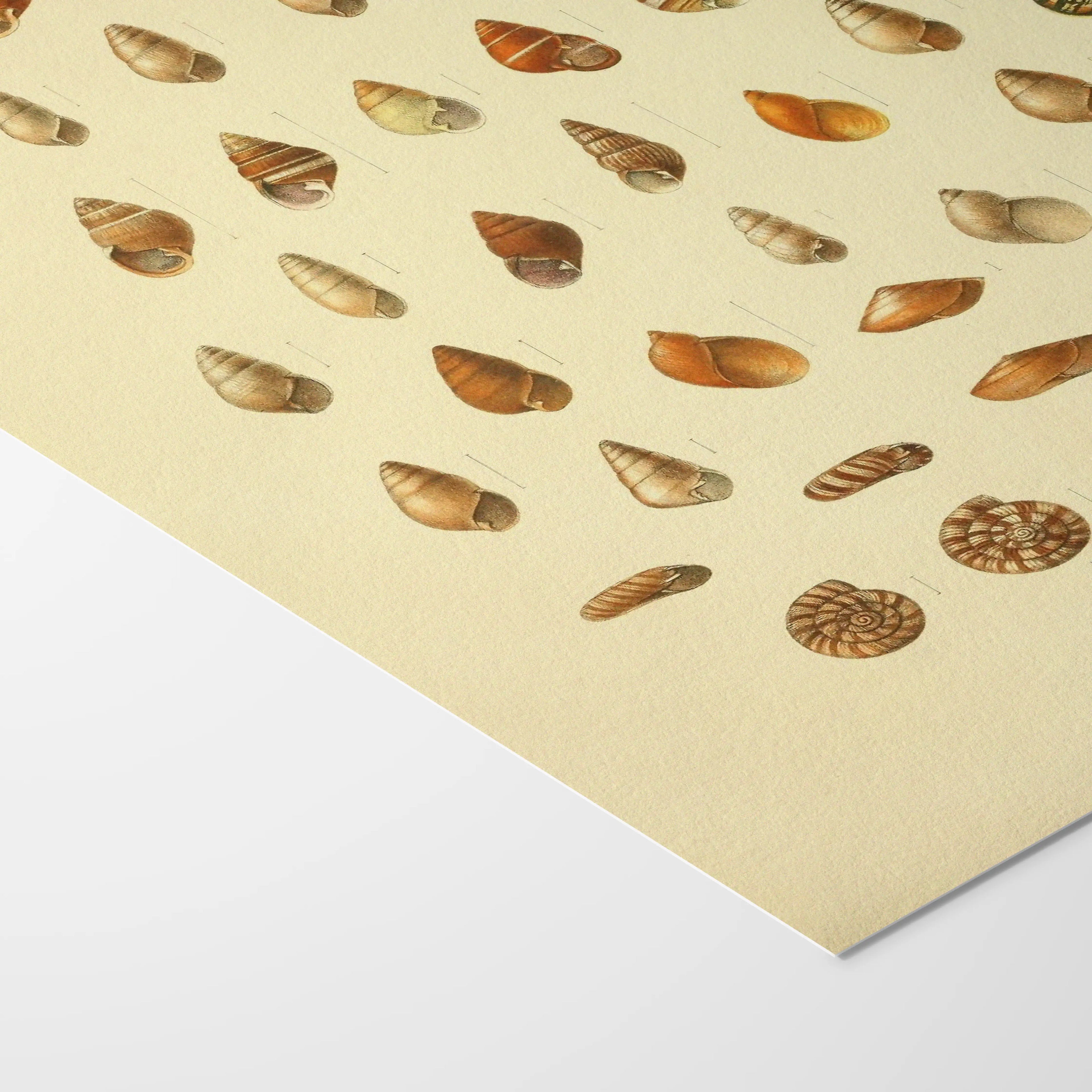 Natural History: Plate No. 81