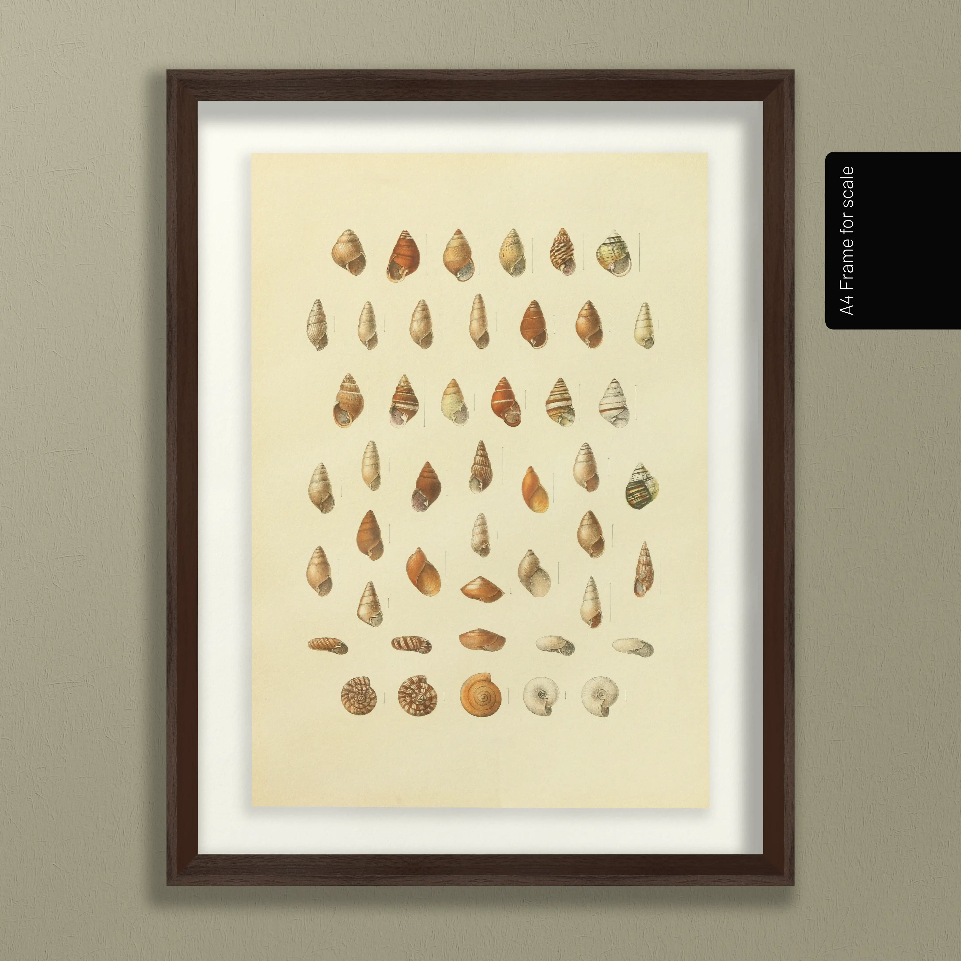 Natural History: Plate No. 81