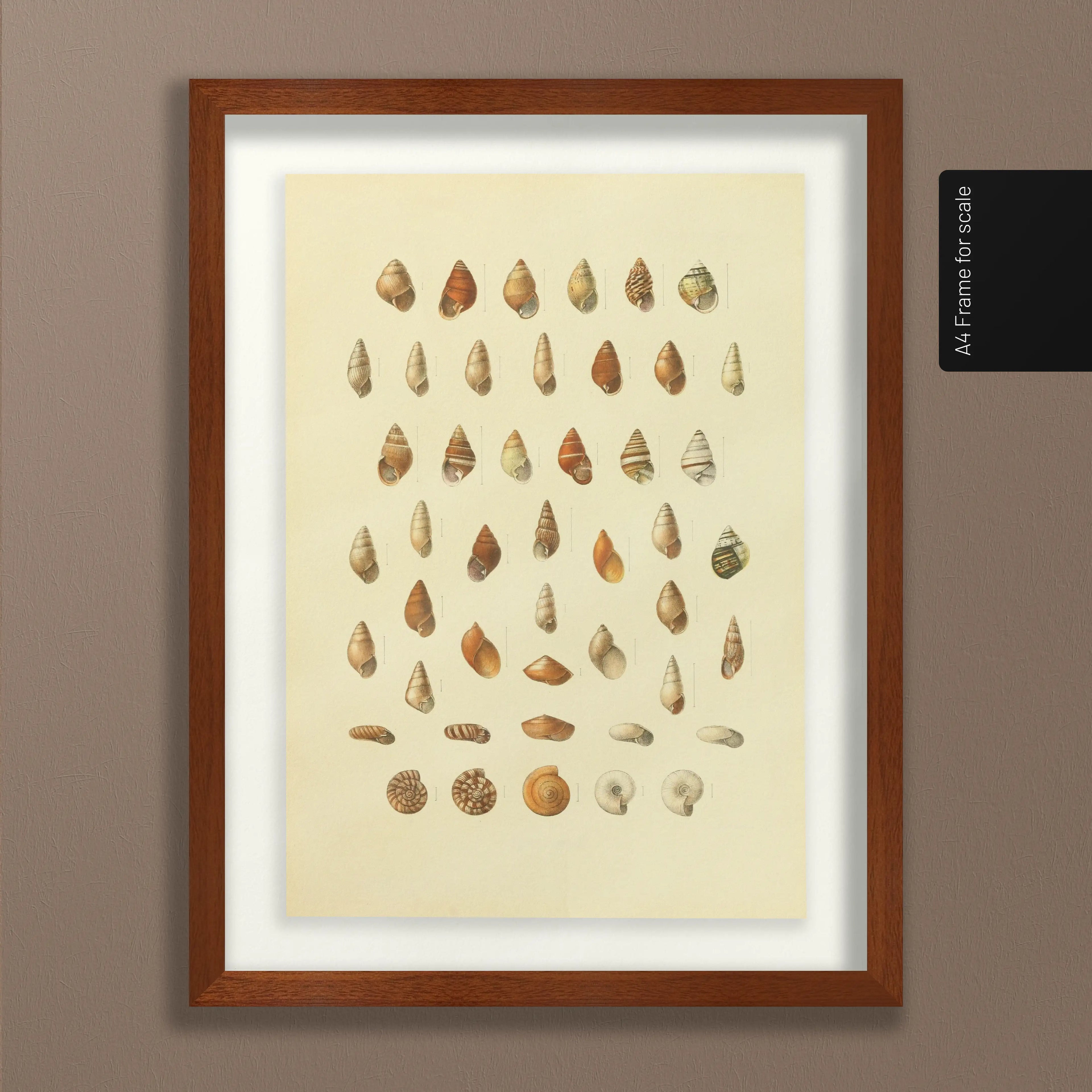 Natural History: Plate No. 81