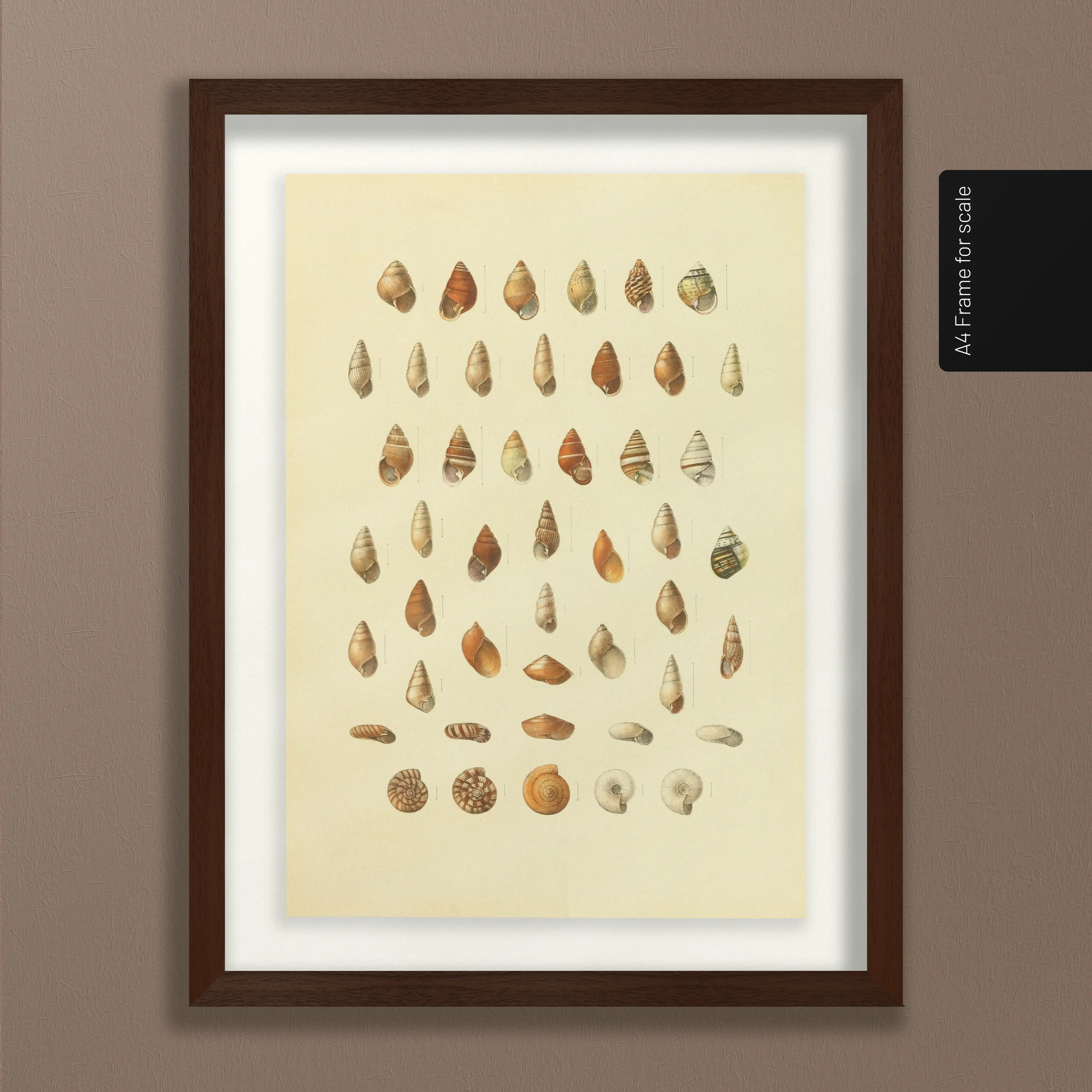 Natural History: Plate No. 81