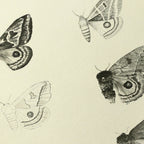 Natural History: Plate No. 82