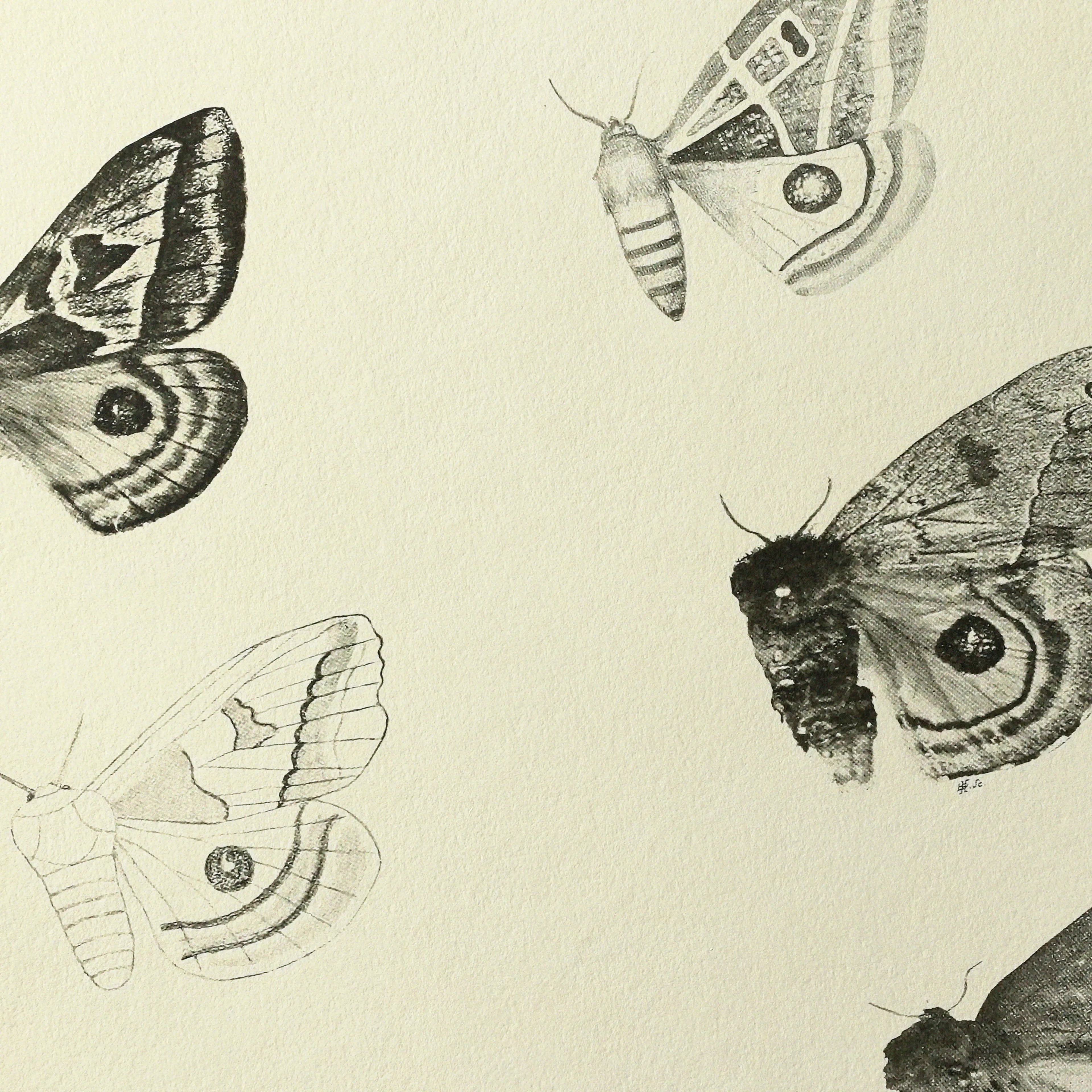 Natural History: Plate No. 82