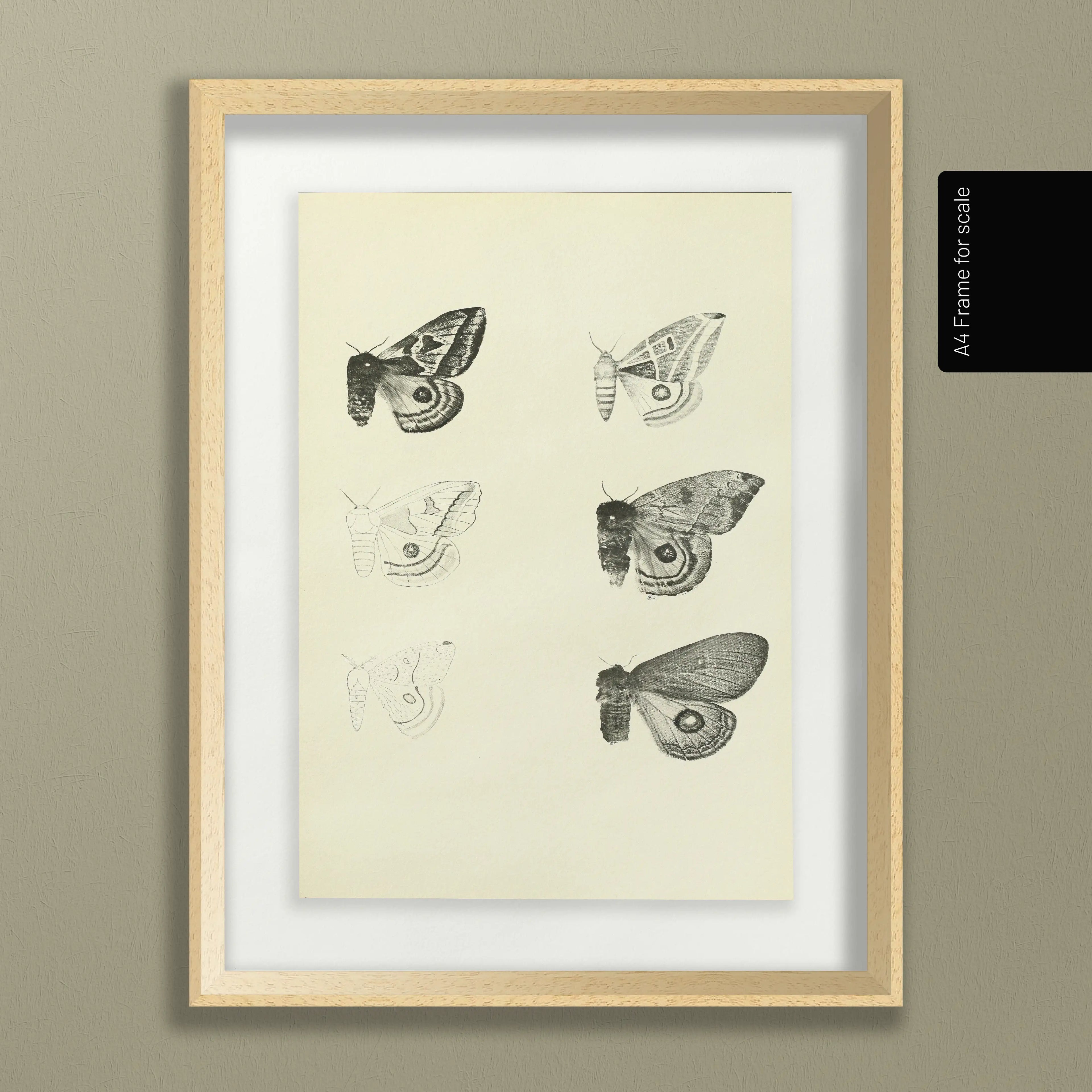 Natural History: Plate No. 82