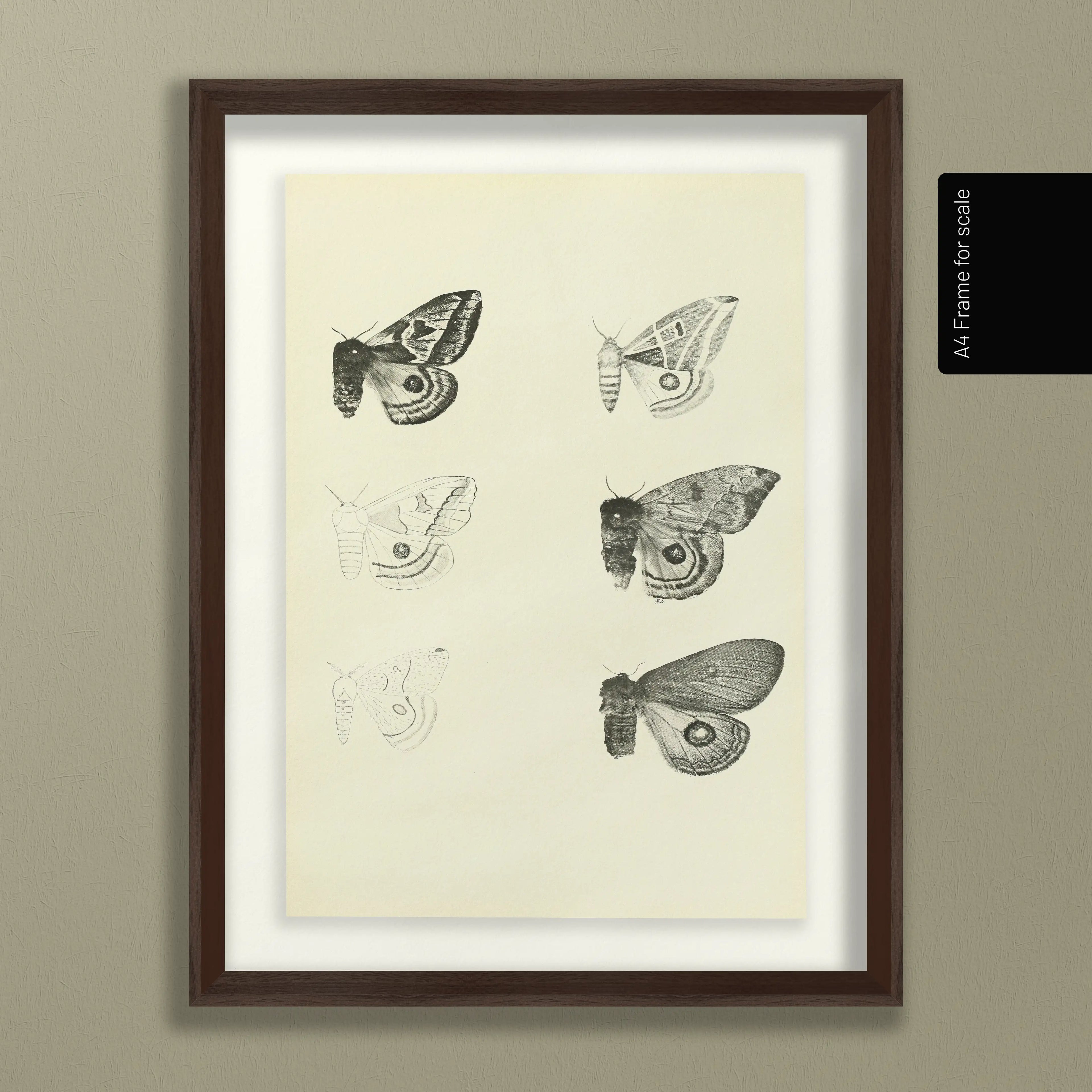 Natural History: Plate No. 82