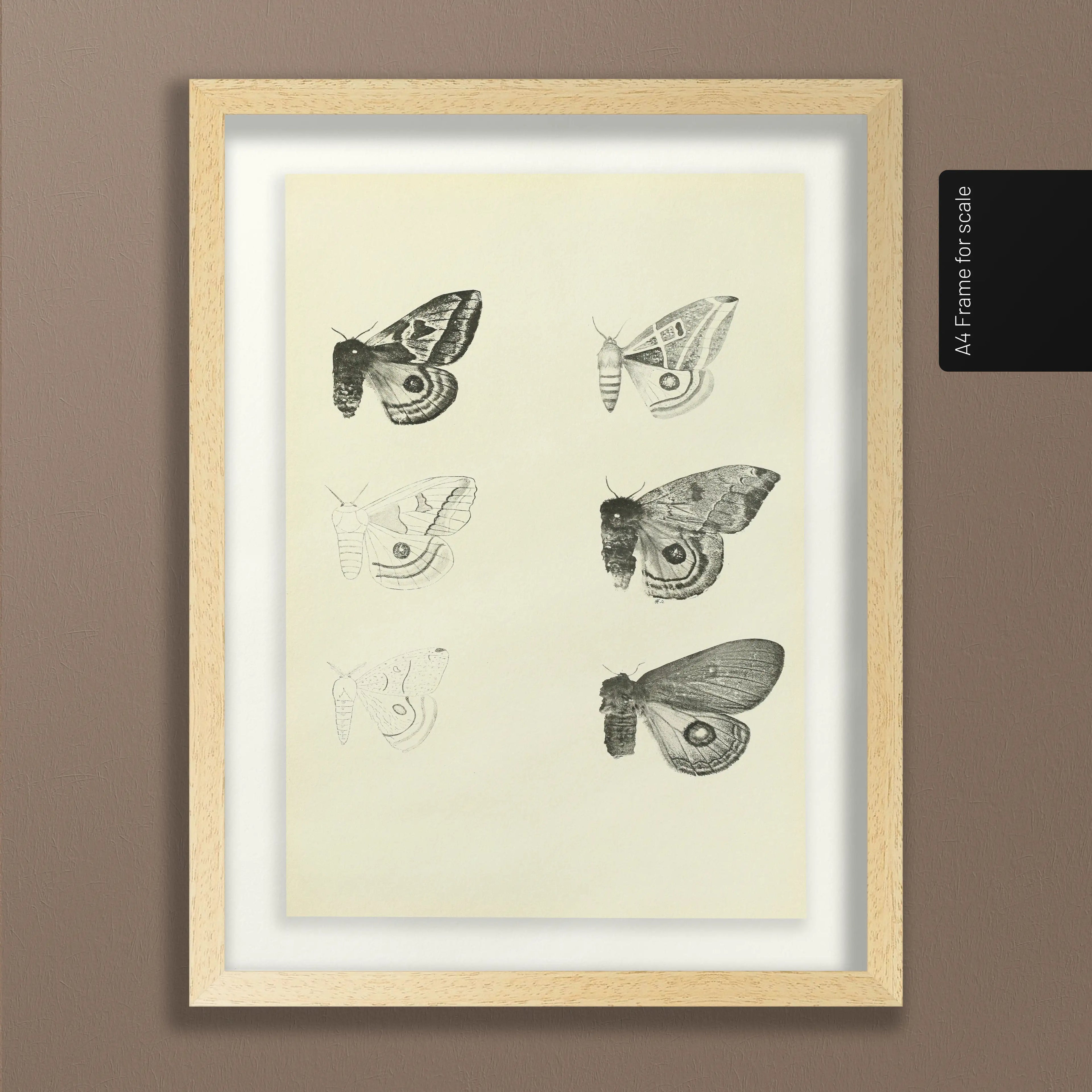 Natural History: Plate No. 82