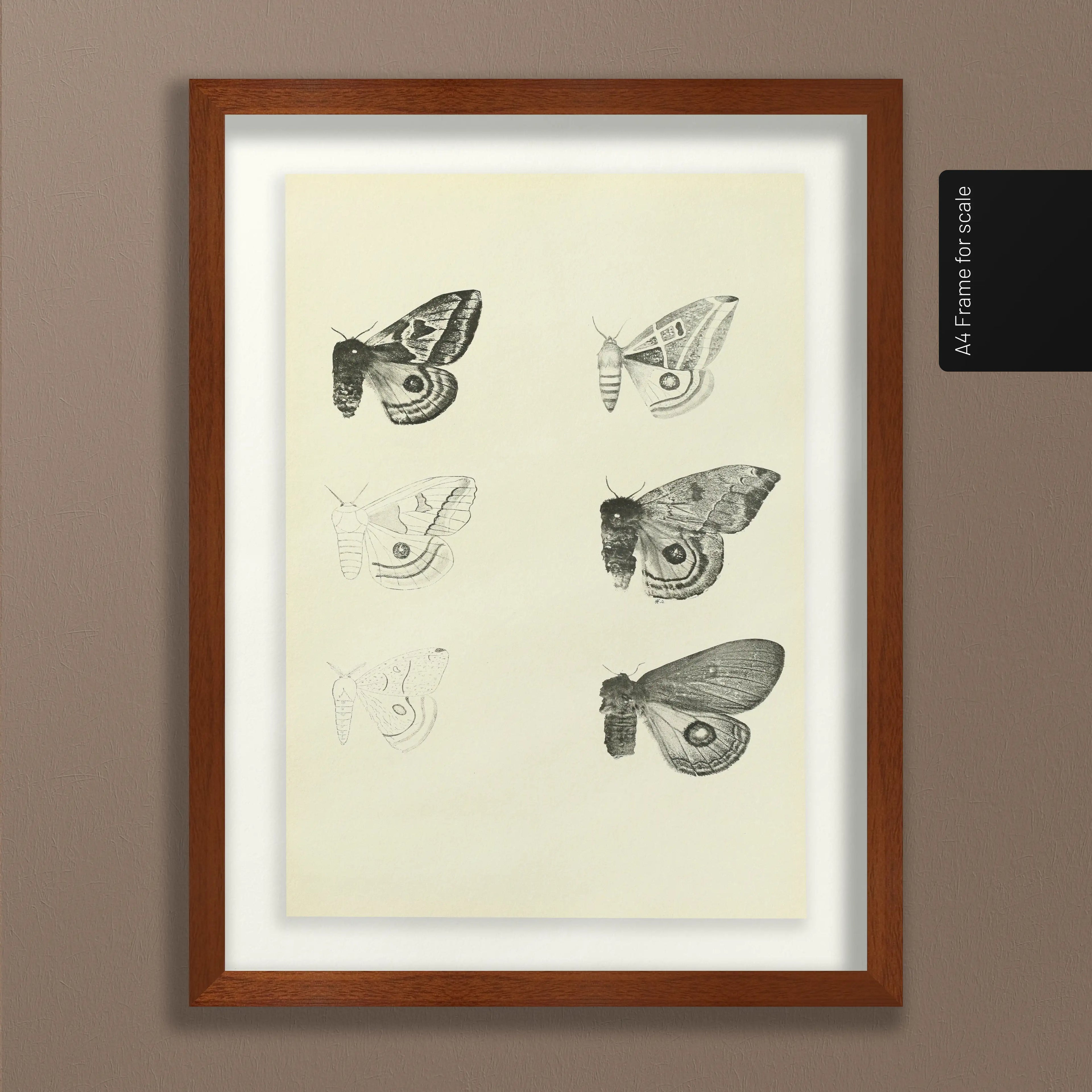 Natural History: Plate No. 82