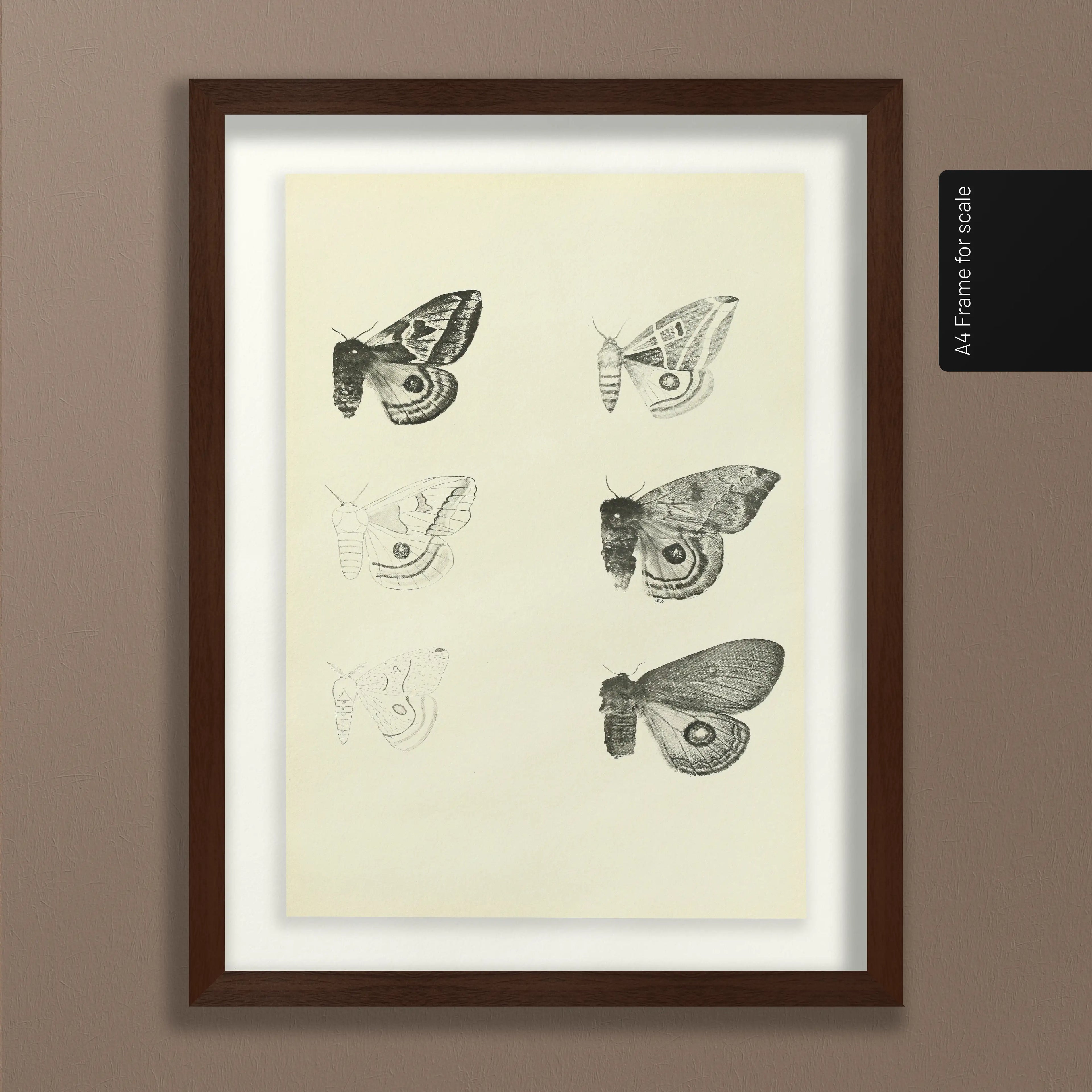 Natural History: Plate No. 82