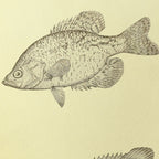 Natural History: Plate No. 83