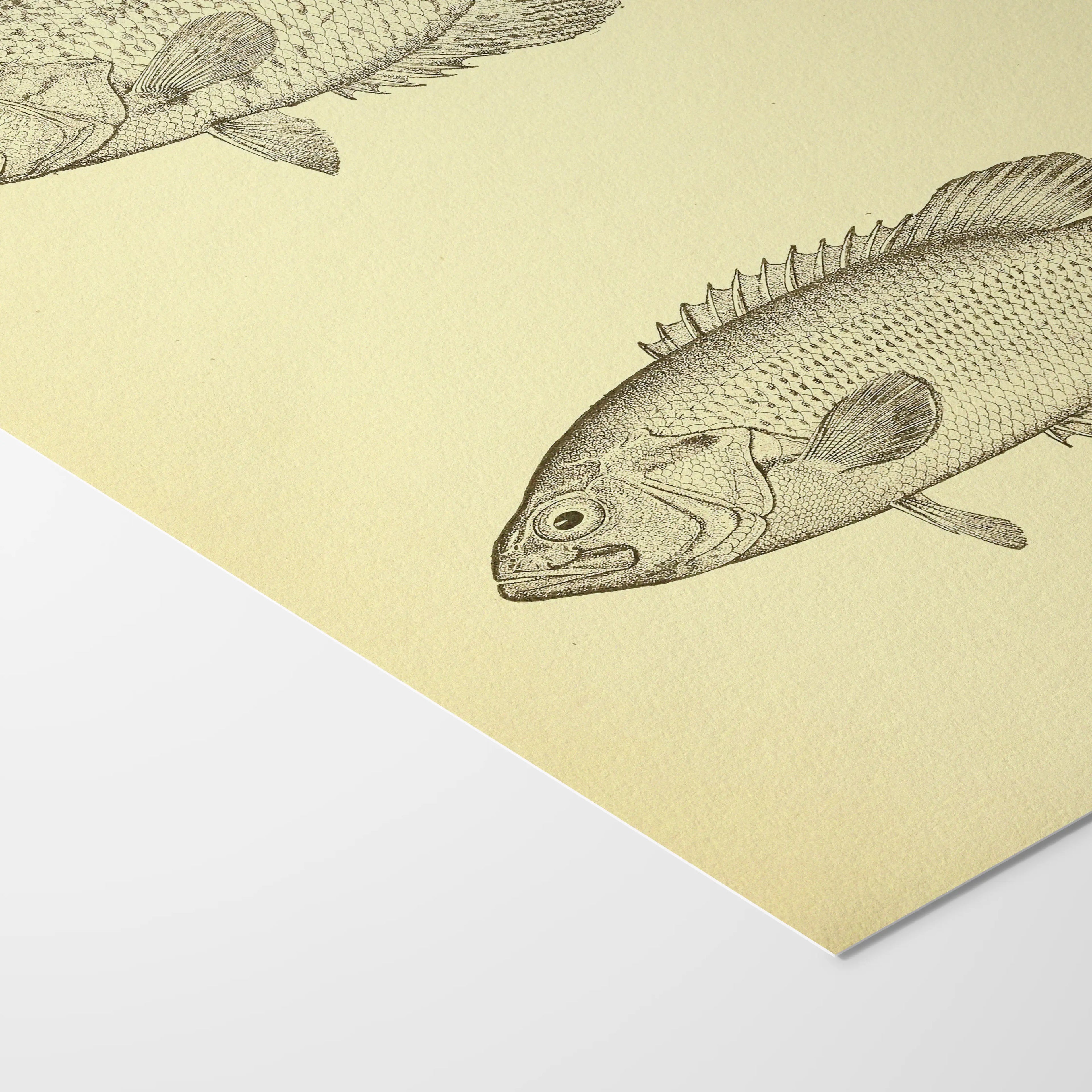 Natural History: Plate No. 83