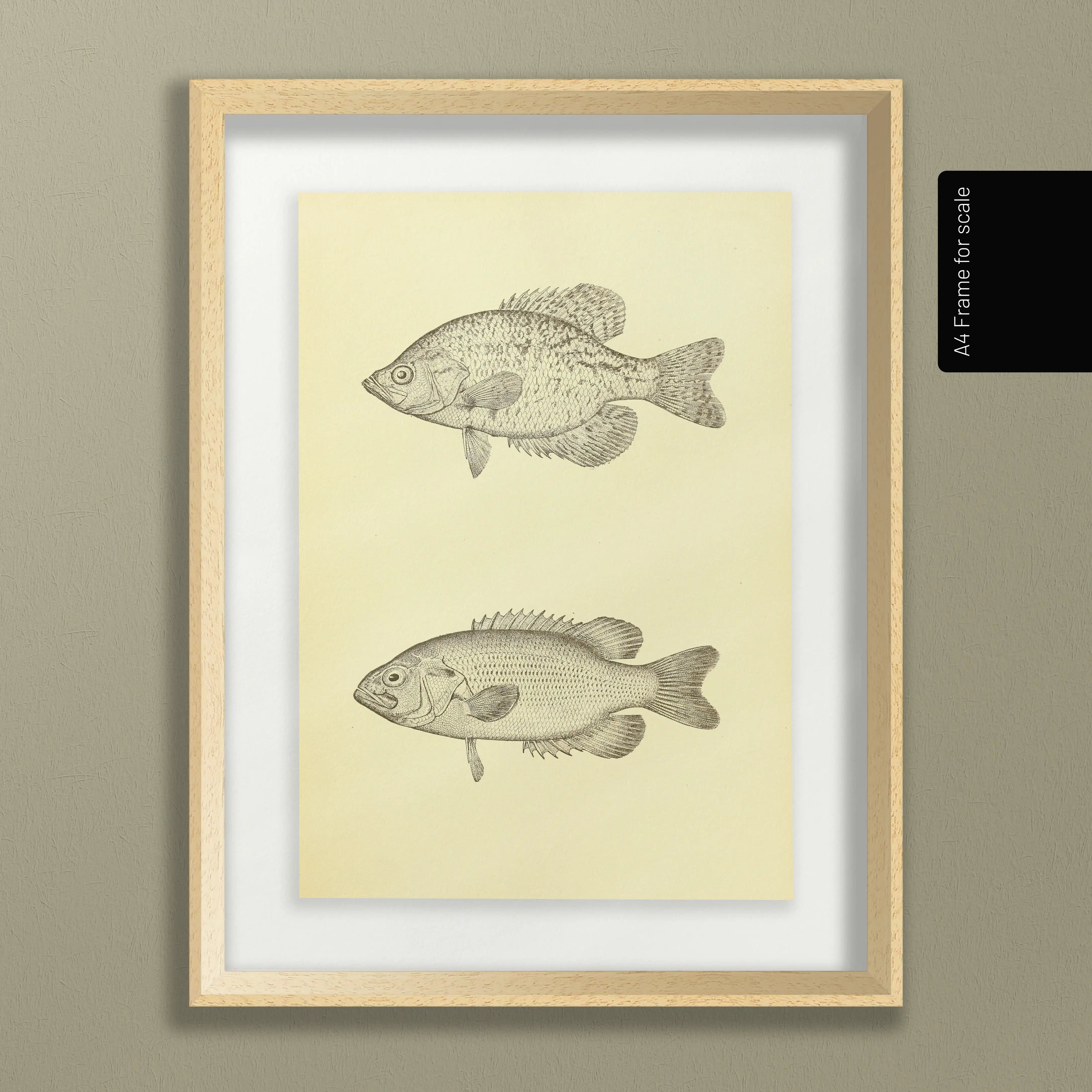 Natural History: Plate No. 83