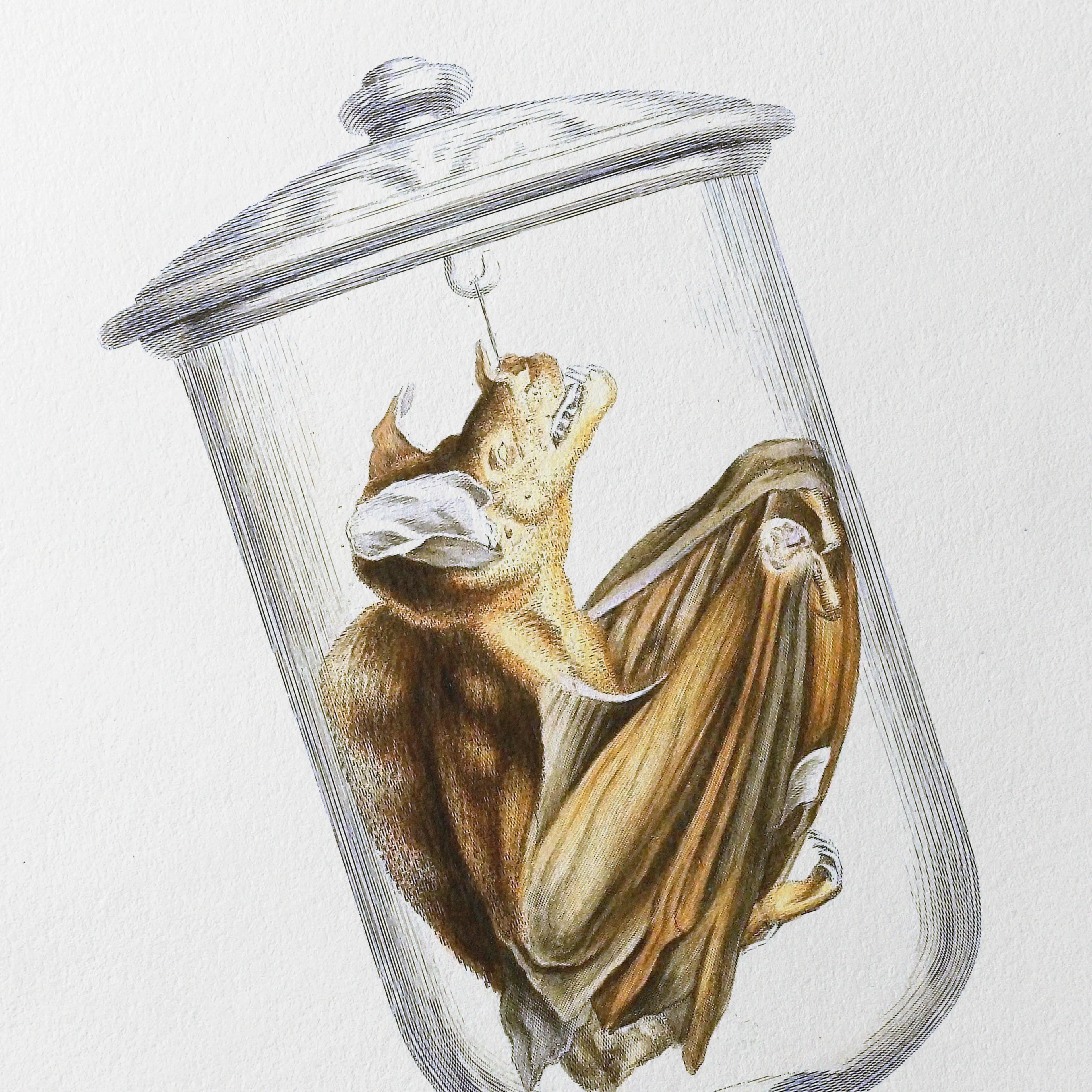 Natural History: Plate No. 84