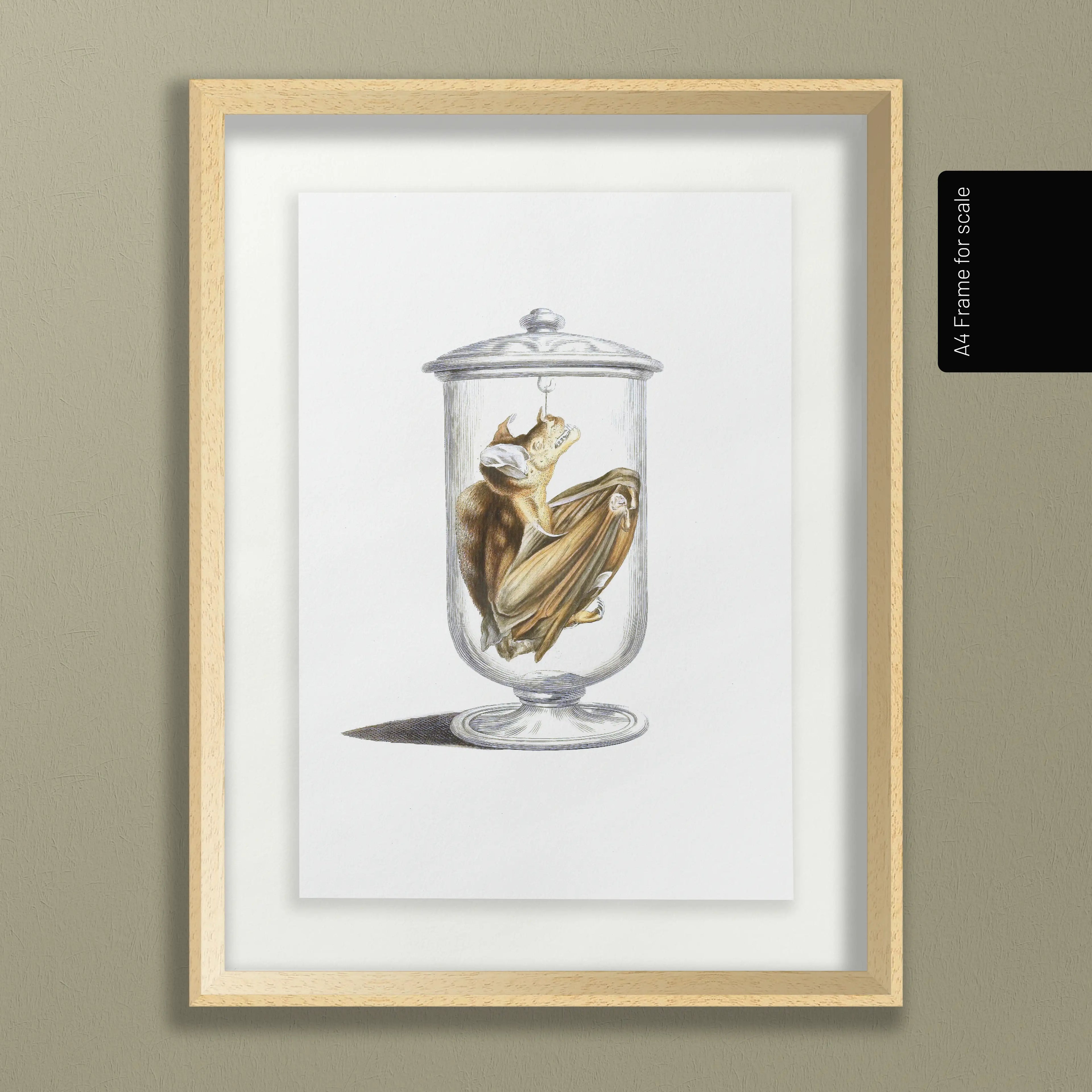 Natural History: Plate No. 84