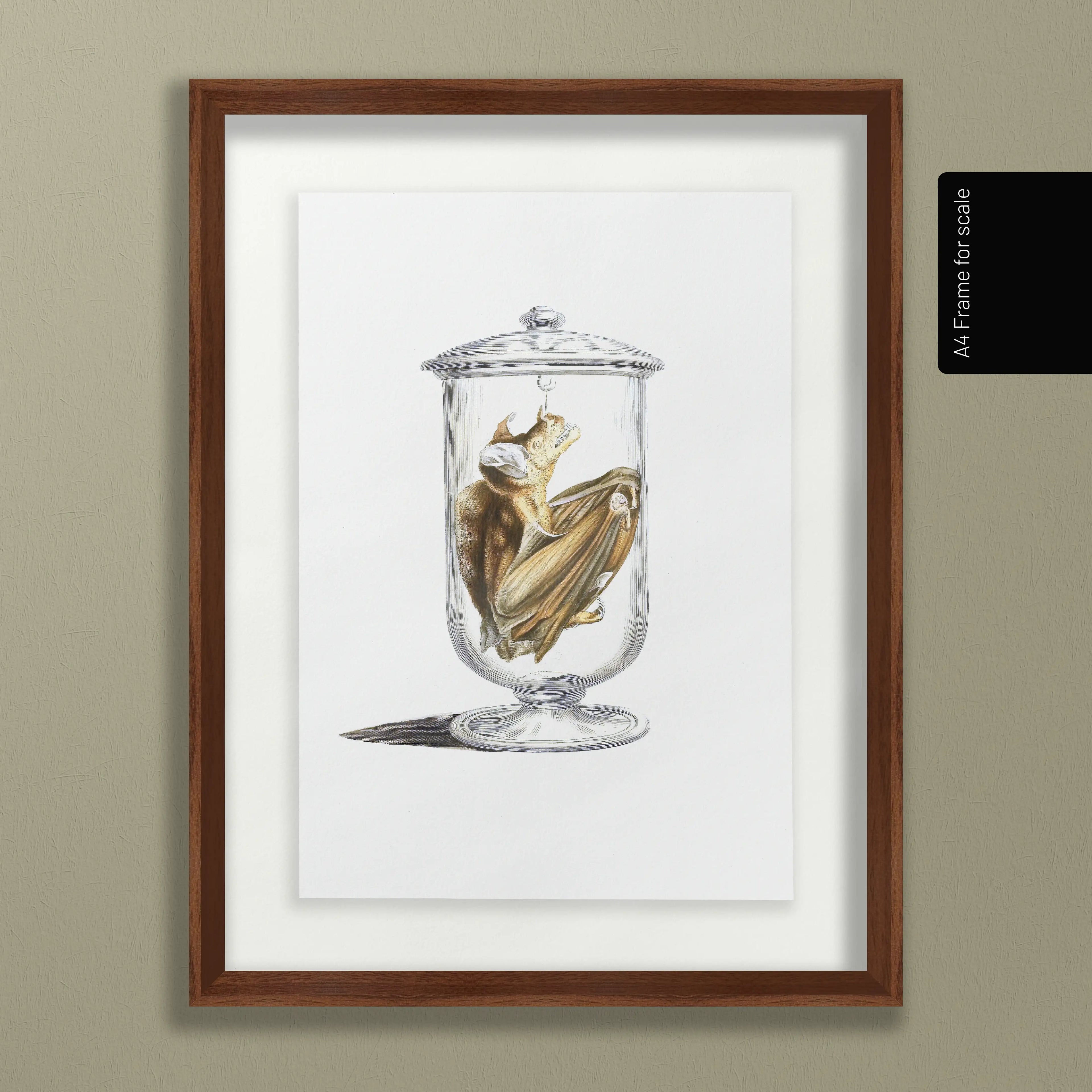 Natural History: Plate No. 84