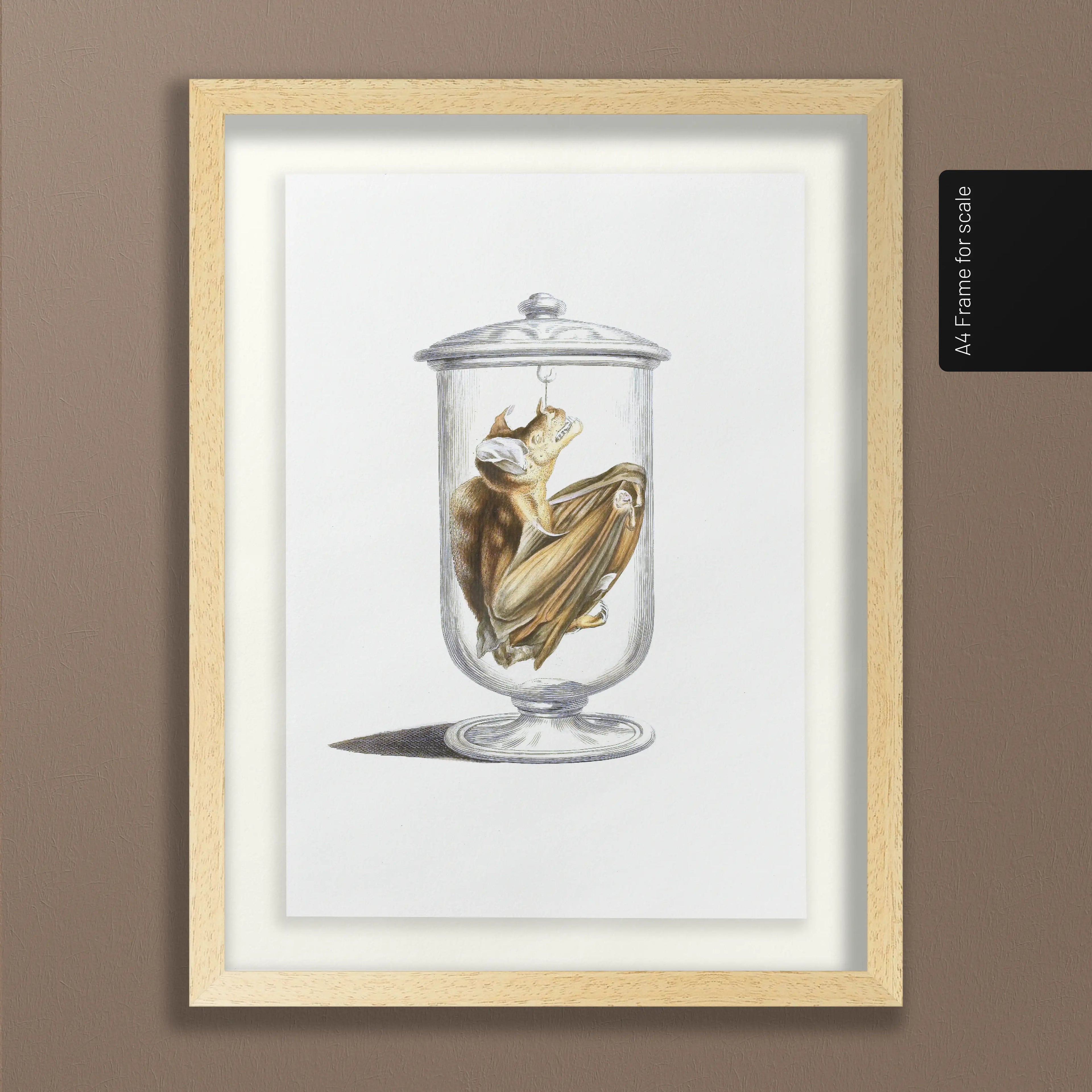 Natural History: Plate No. 84