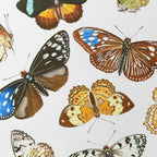 Natural History: Plate No. 85