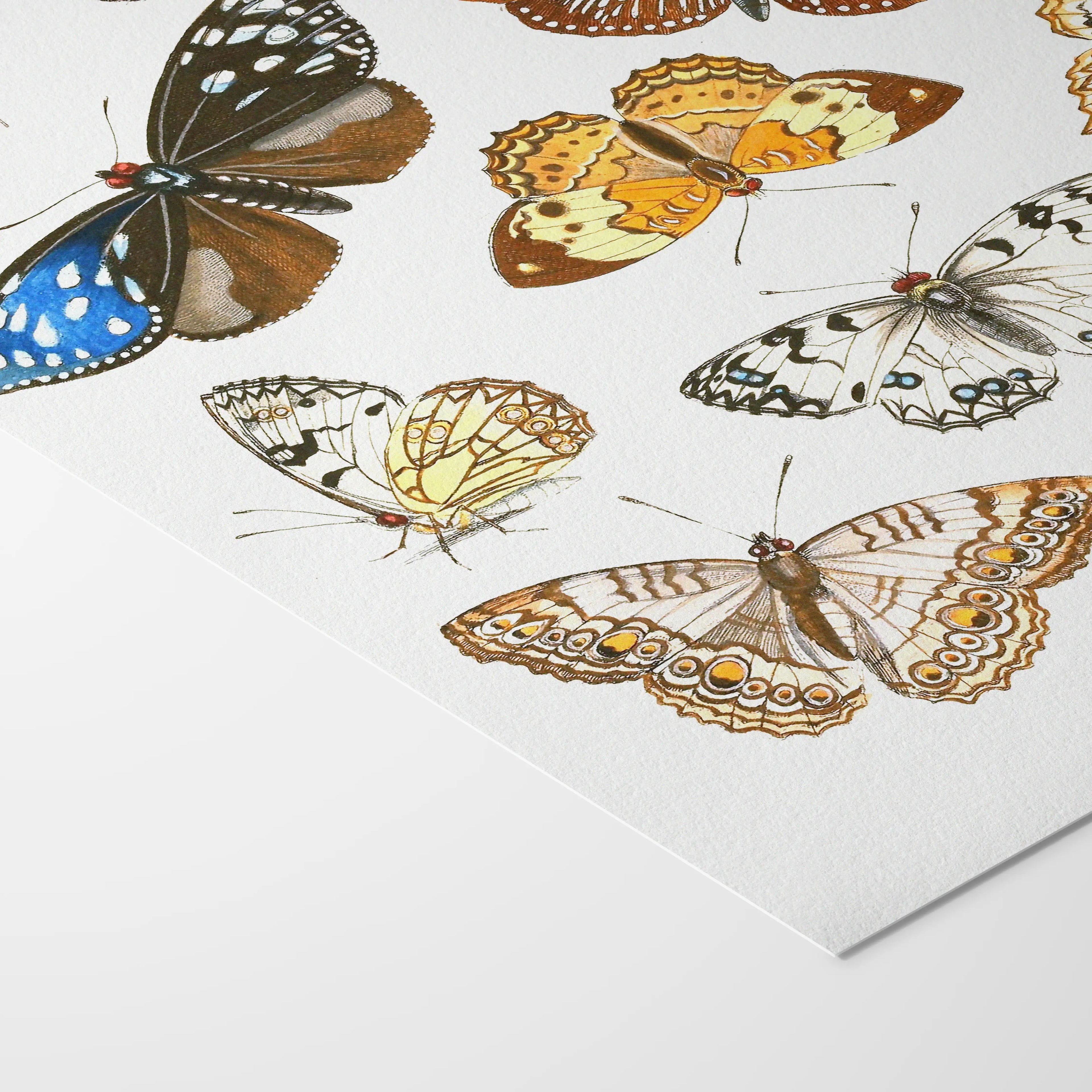 Natural History: Plate No. 85