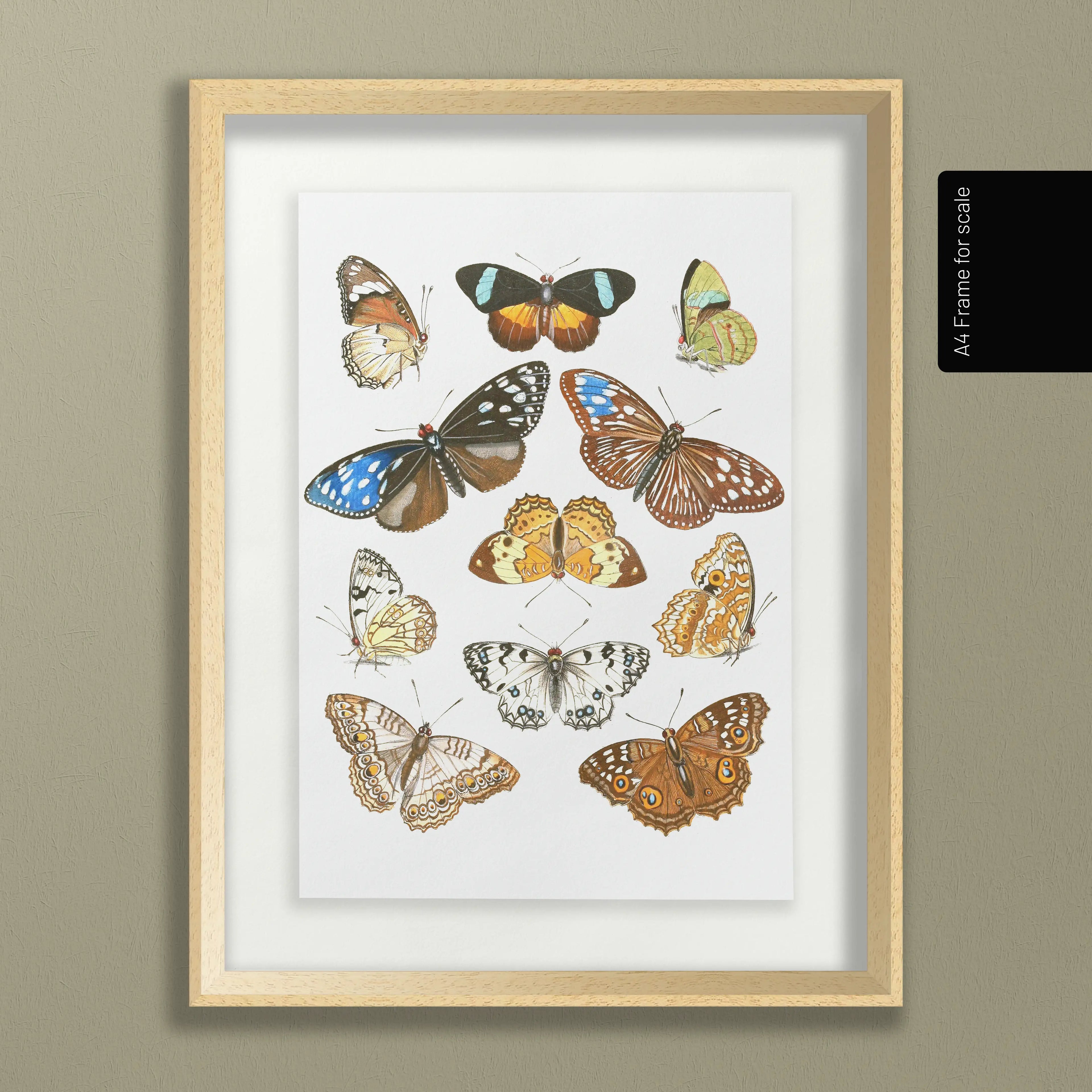 Natural History: Plate No. 85