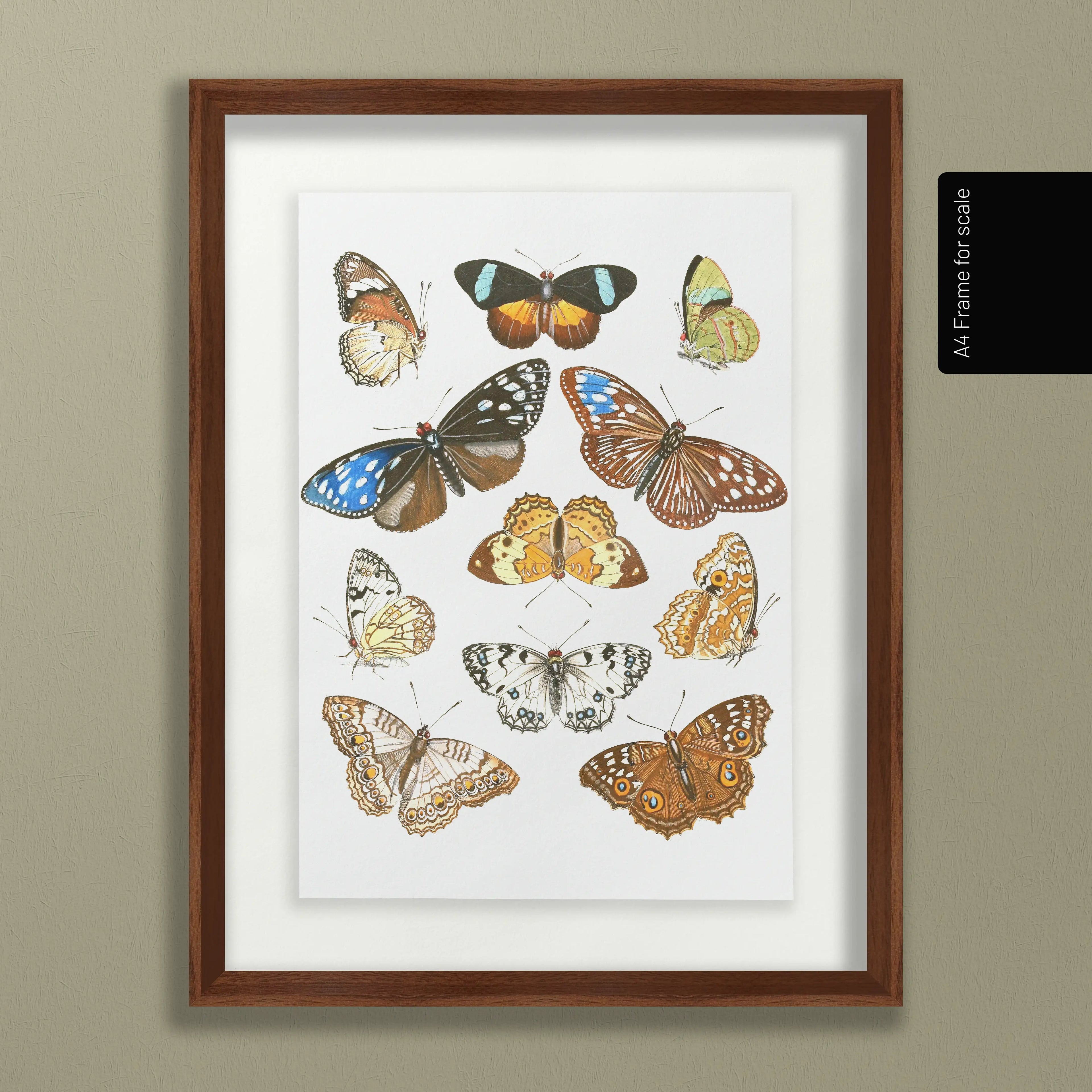 Natural History: Plate No. 85