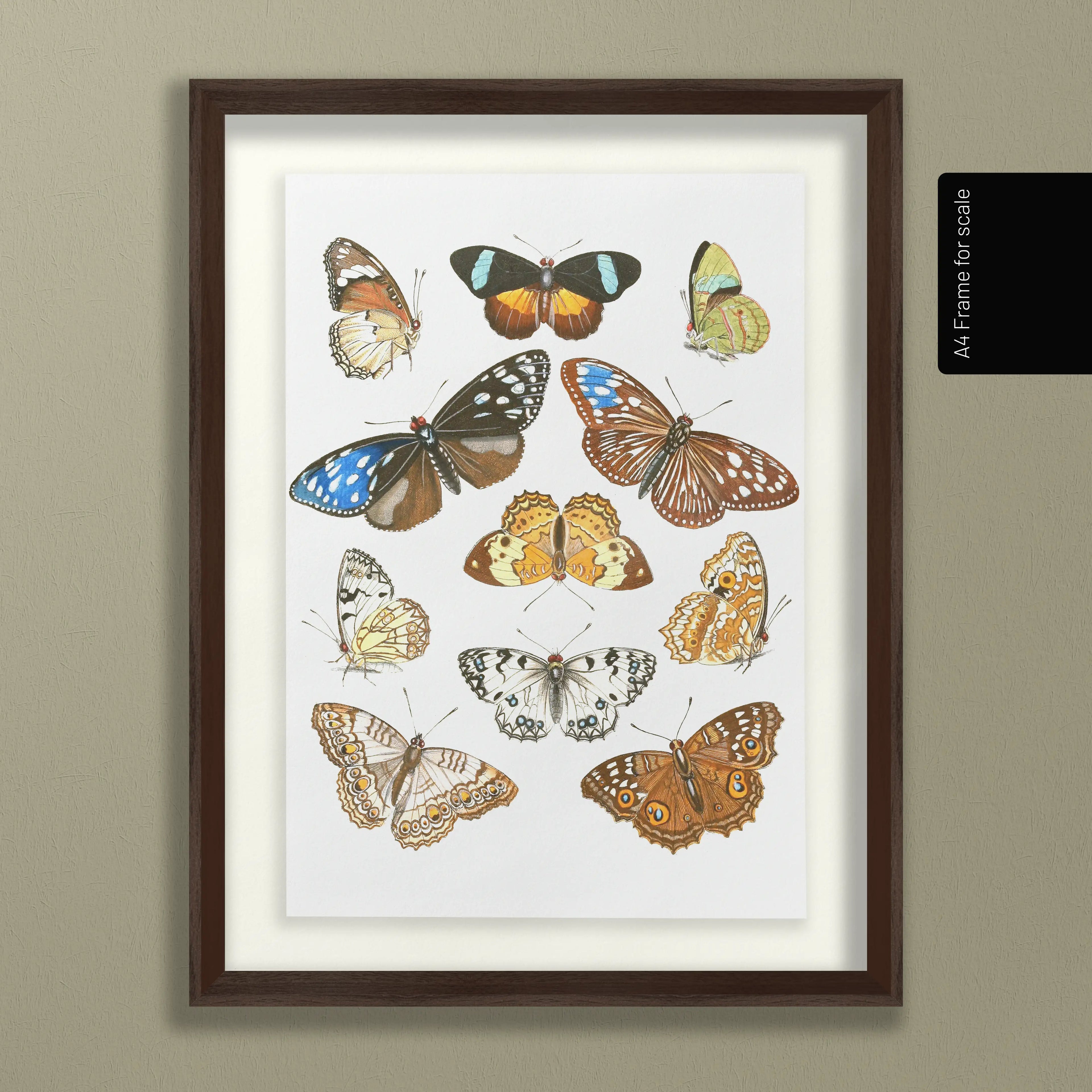 Natural History: Plate No. 85