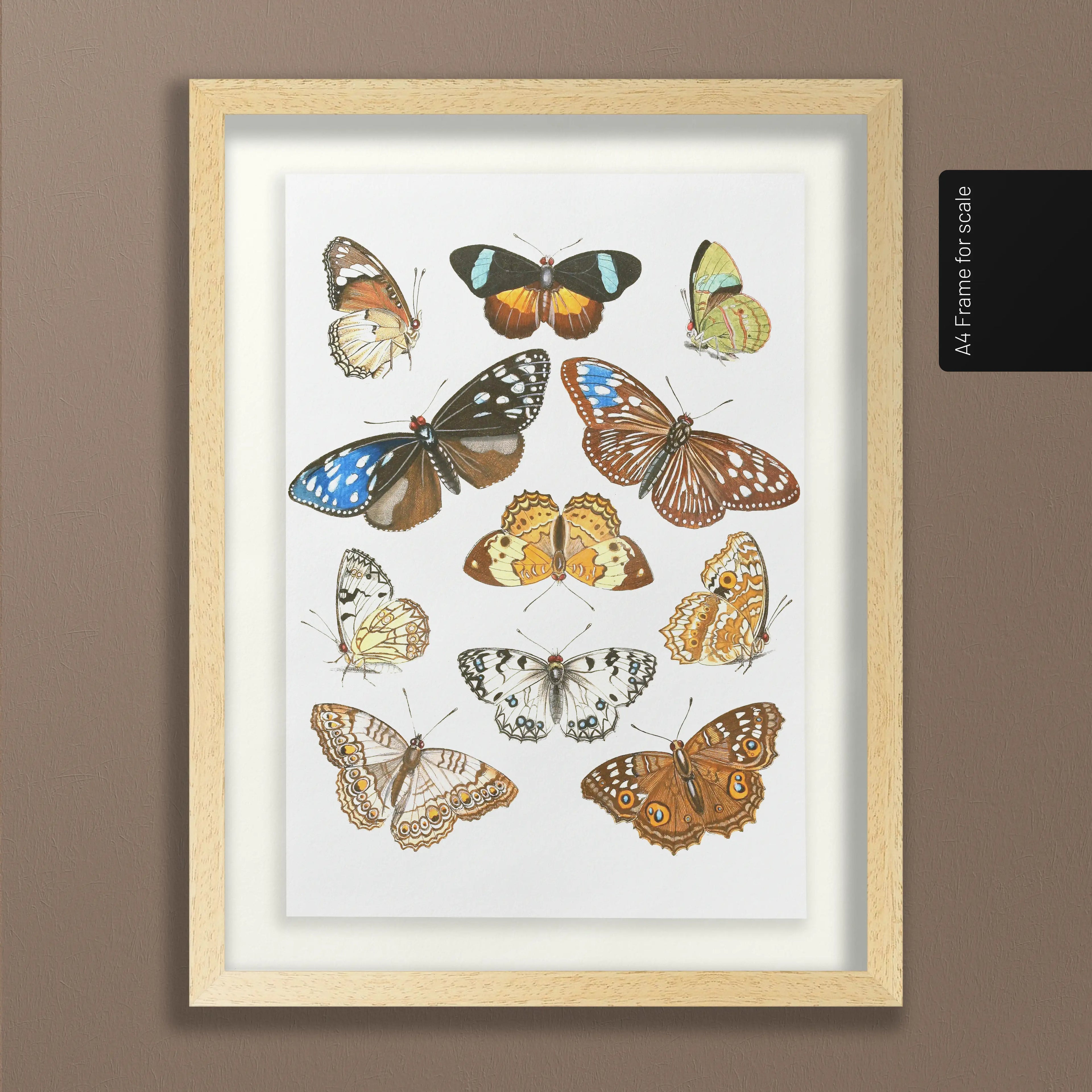 Natural History: Plate No. 85