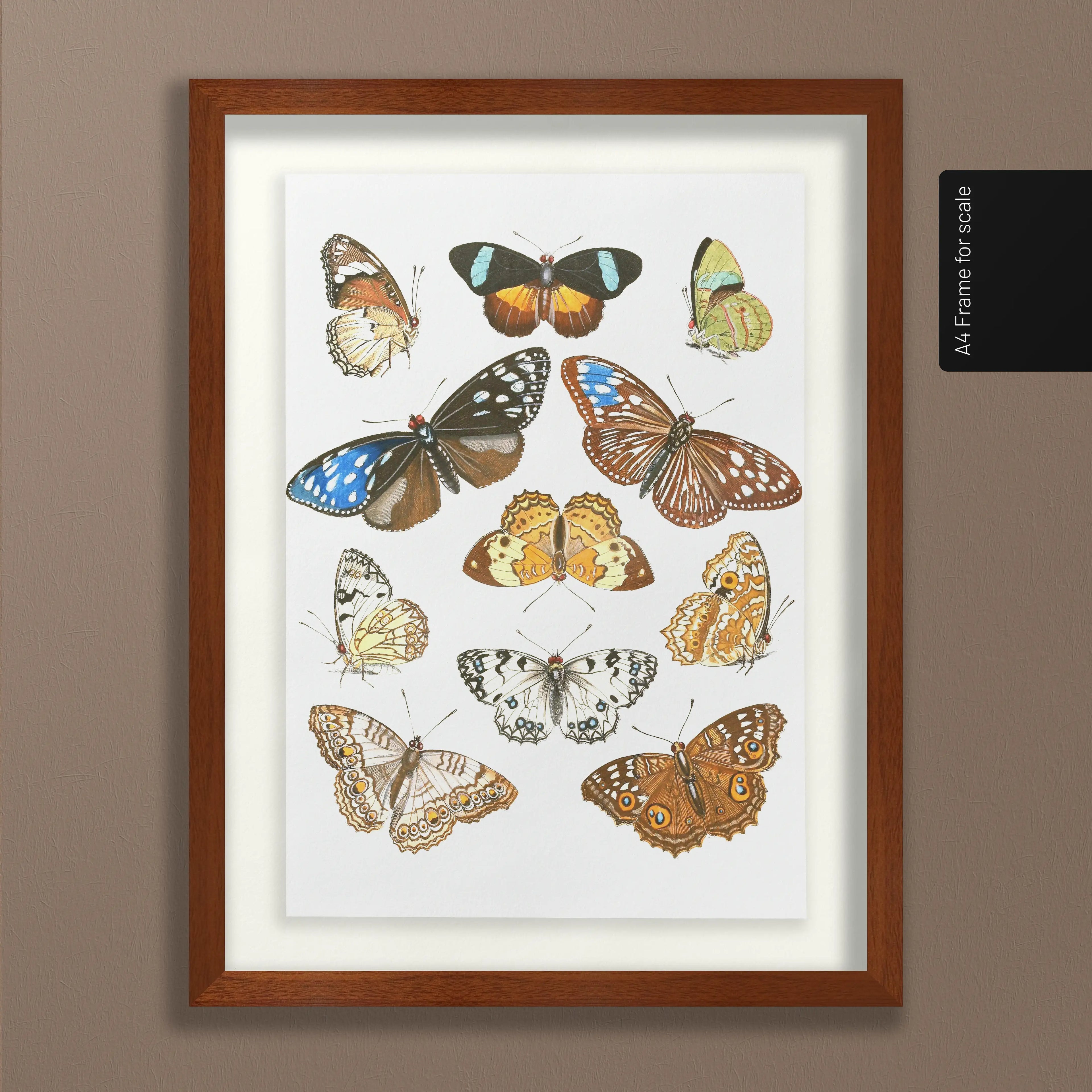 Natural History: Plate No. 85