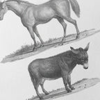 Natural History: Plate No. 86