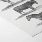 Natural History: Plate No. 86