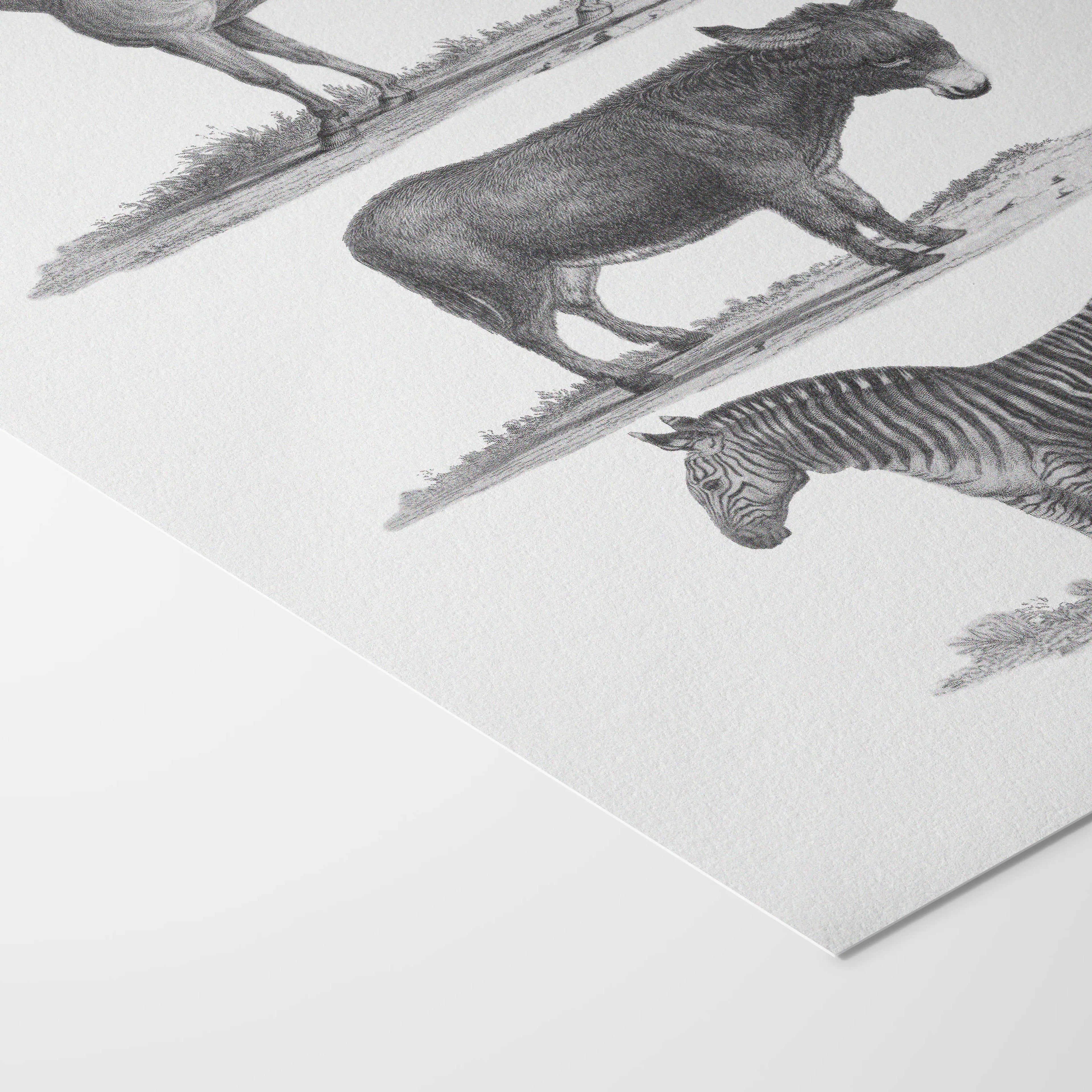 Natural History: Plate No. 86