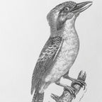 Natural History: Plate No. 87