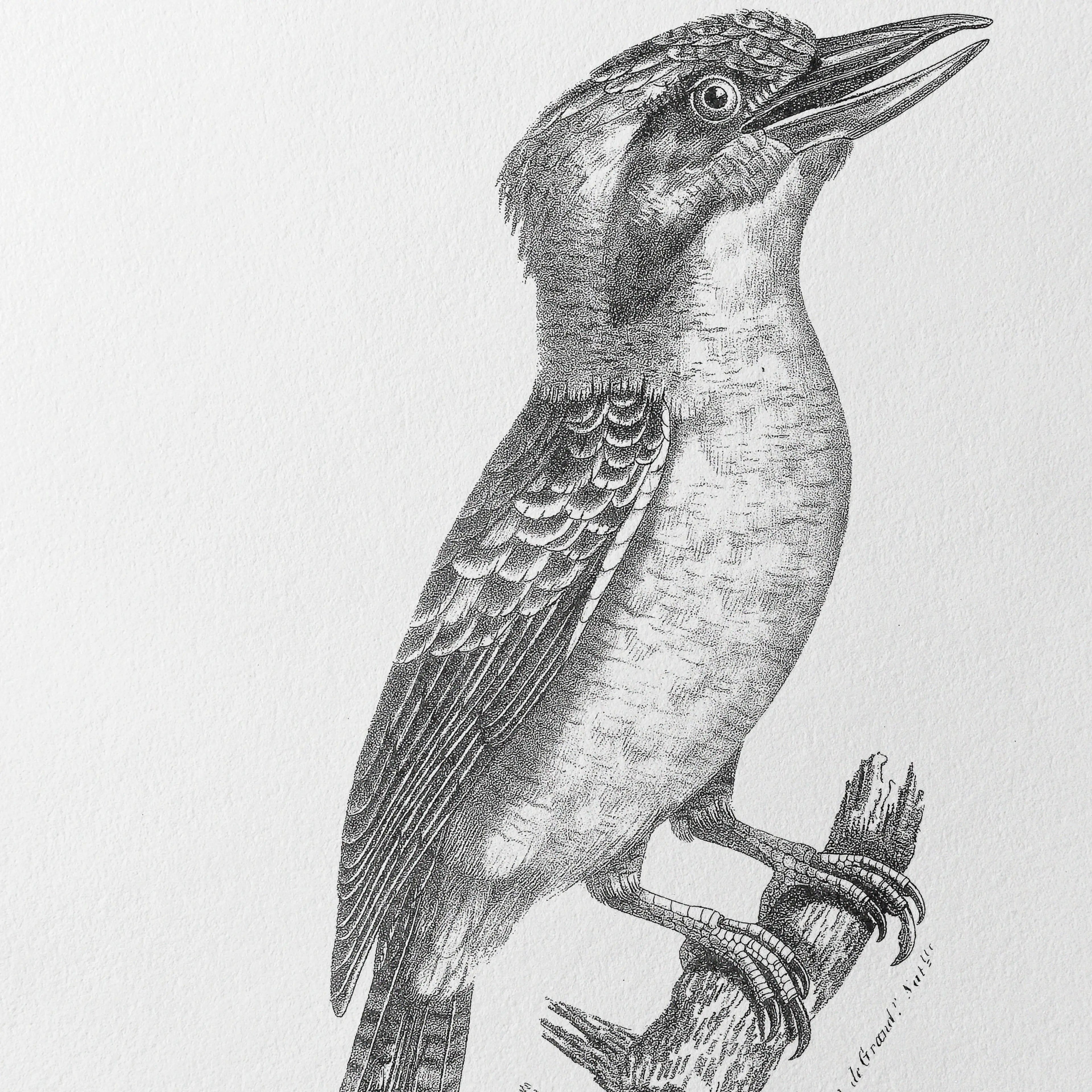 Natural History: Plate No. 87