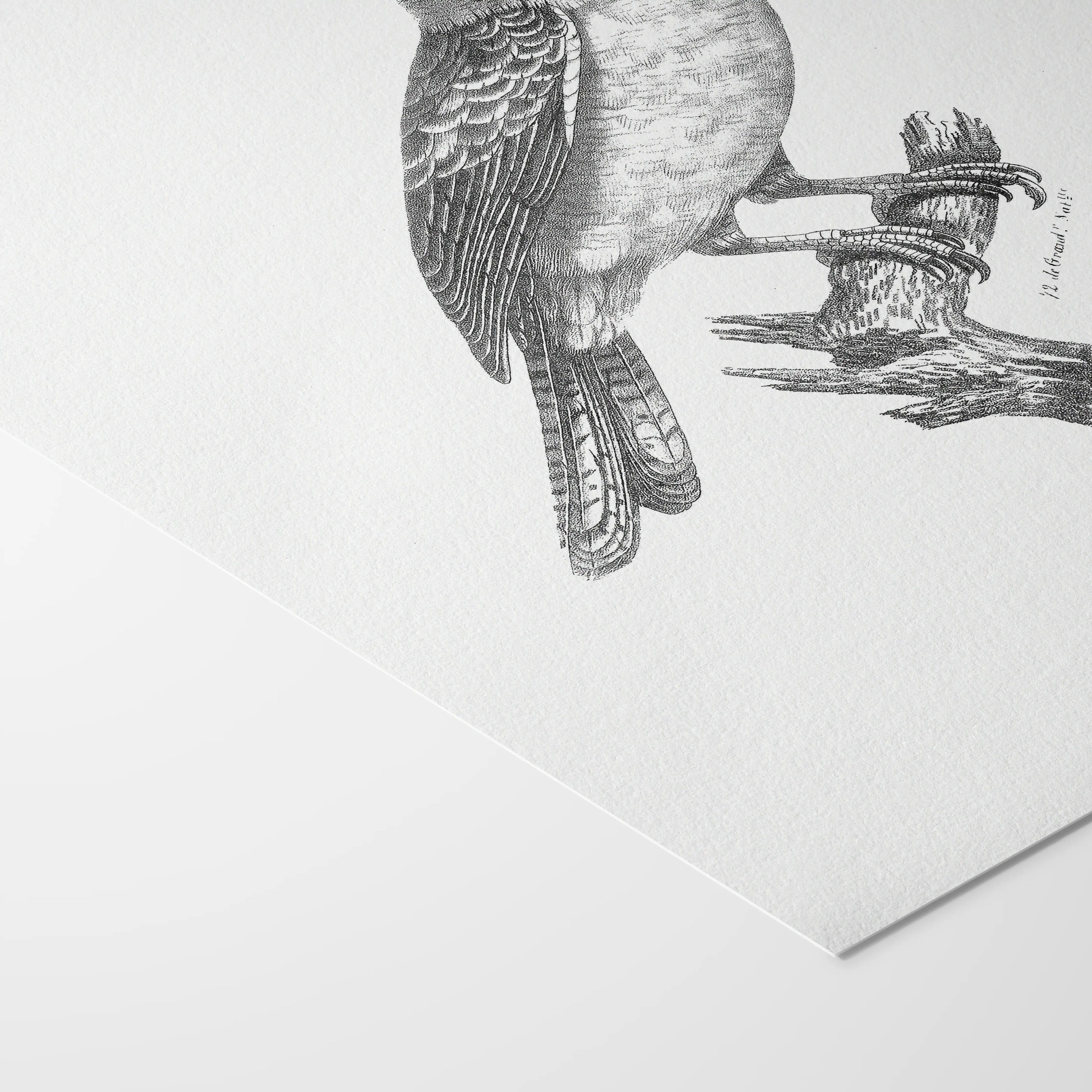 Natural History: Plate No. 87