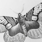 Natural History: Plate No. 88