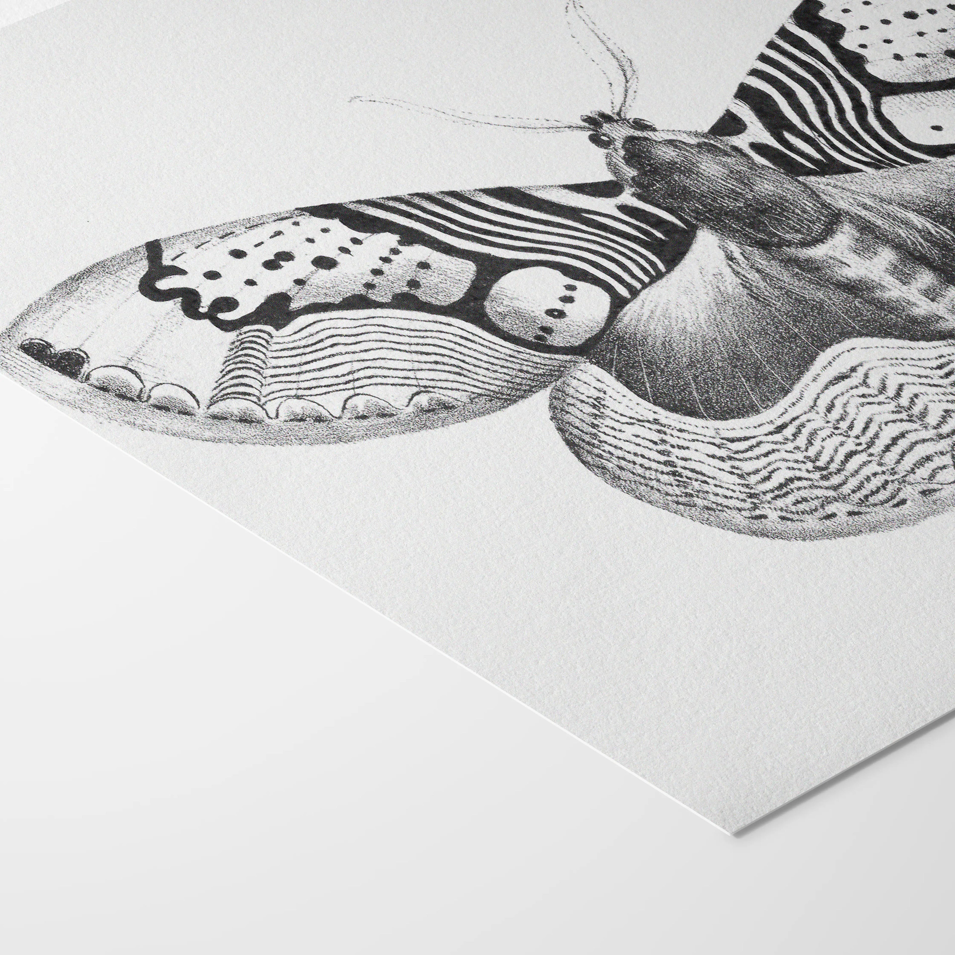 Natural History: Plate No. 88